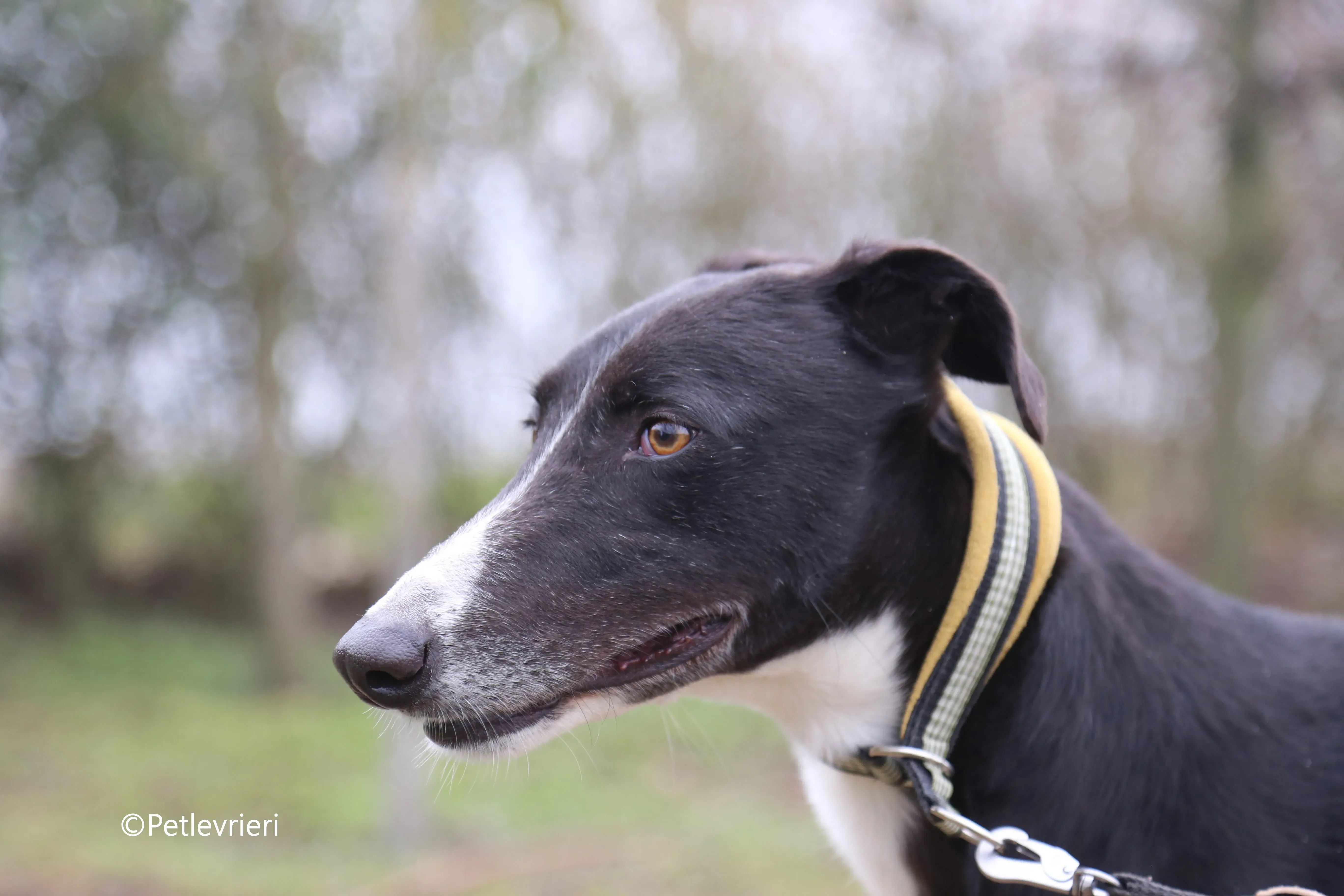 messi adozione pet levrieri galgo 1