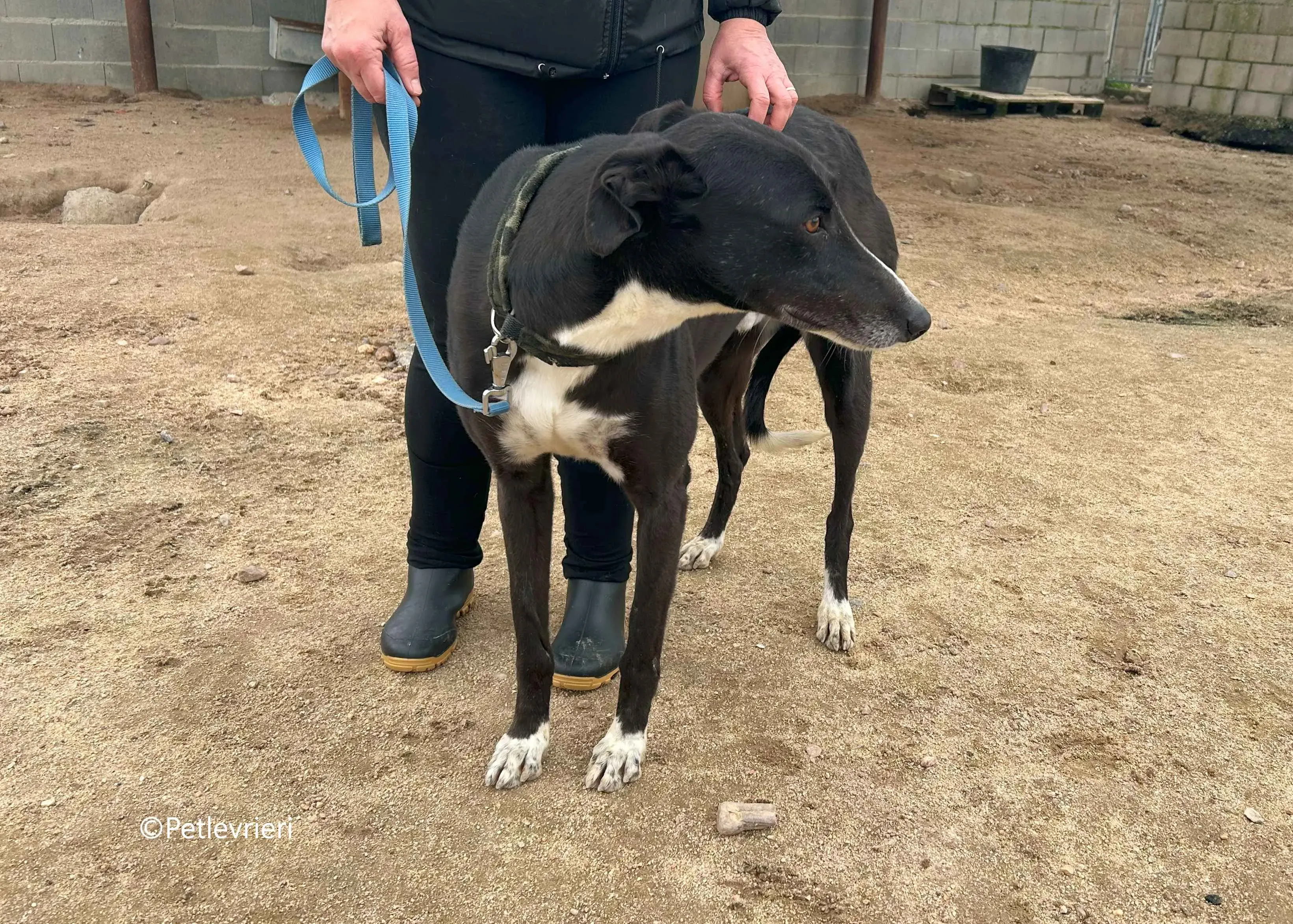 messi adozione pet levrieri galgo 10