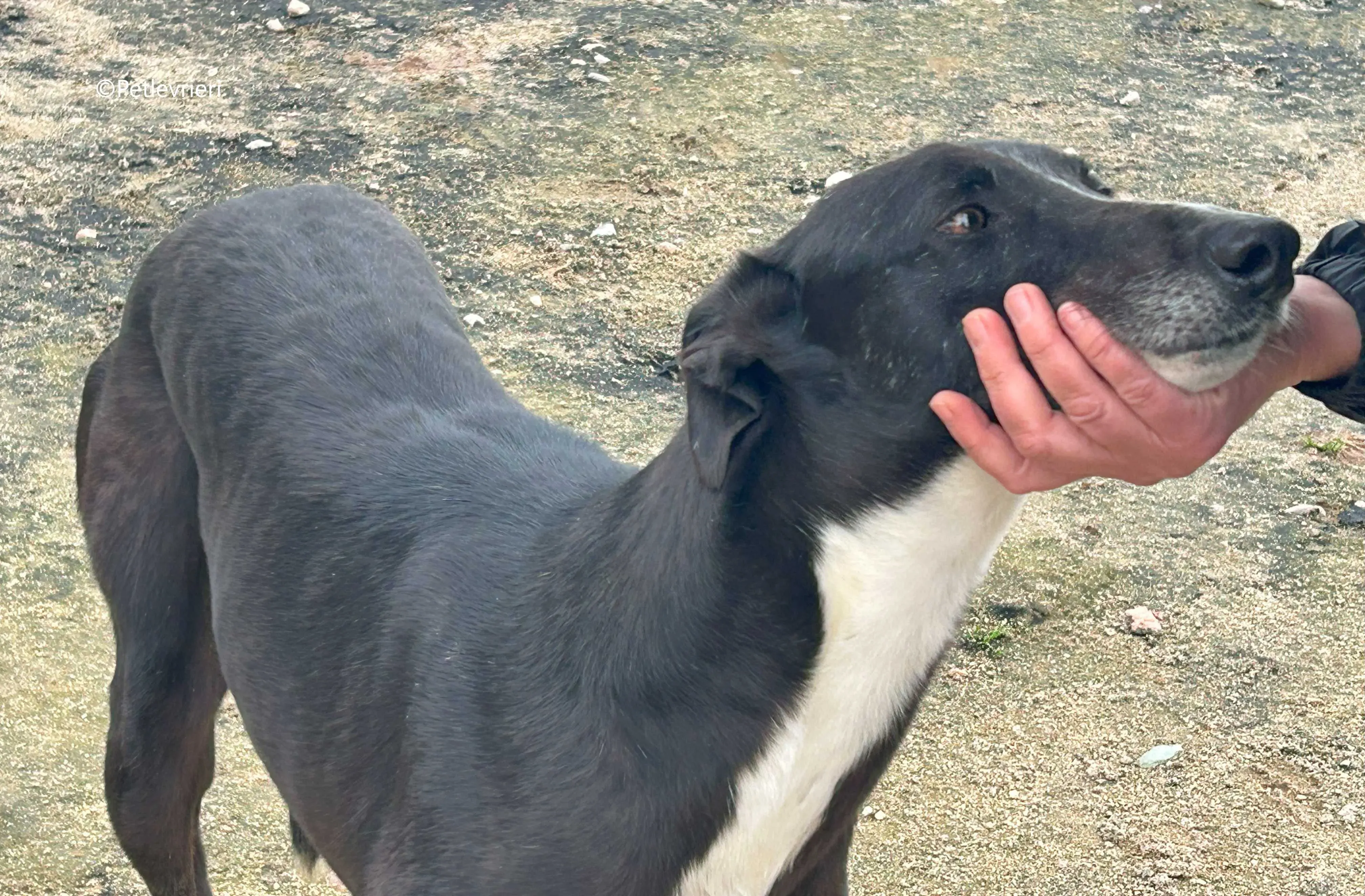 messi adozione pet levrieri galgo 11