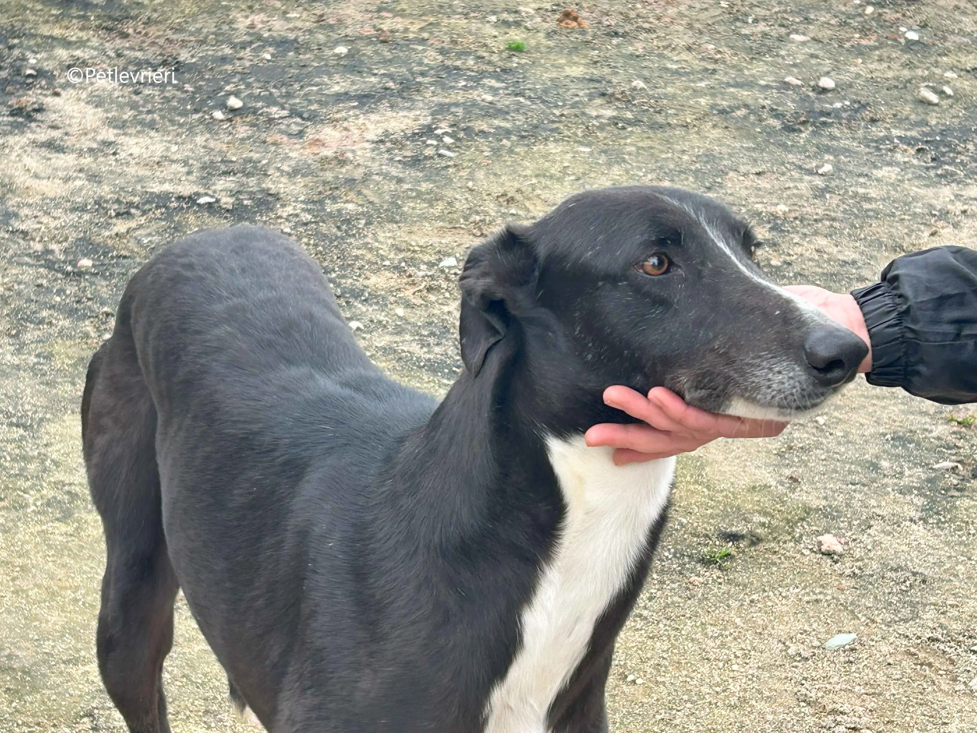 messi adozione pet levrieri galgo 12