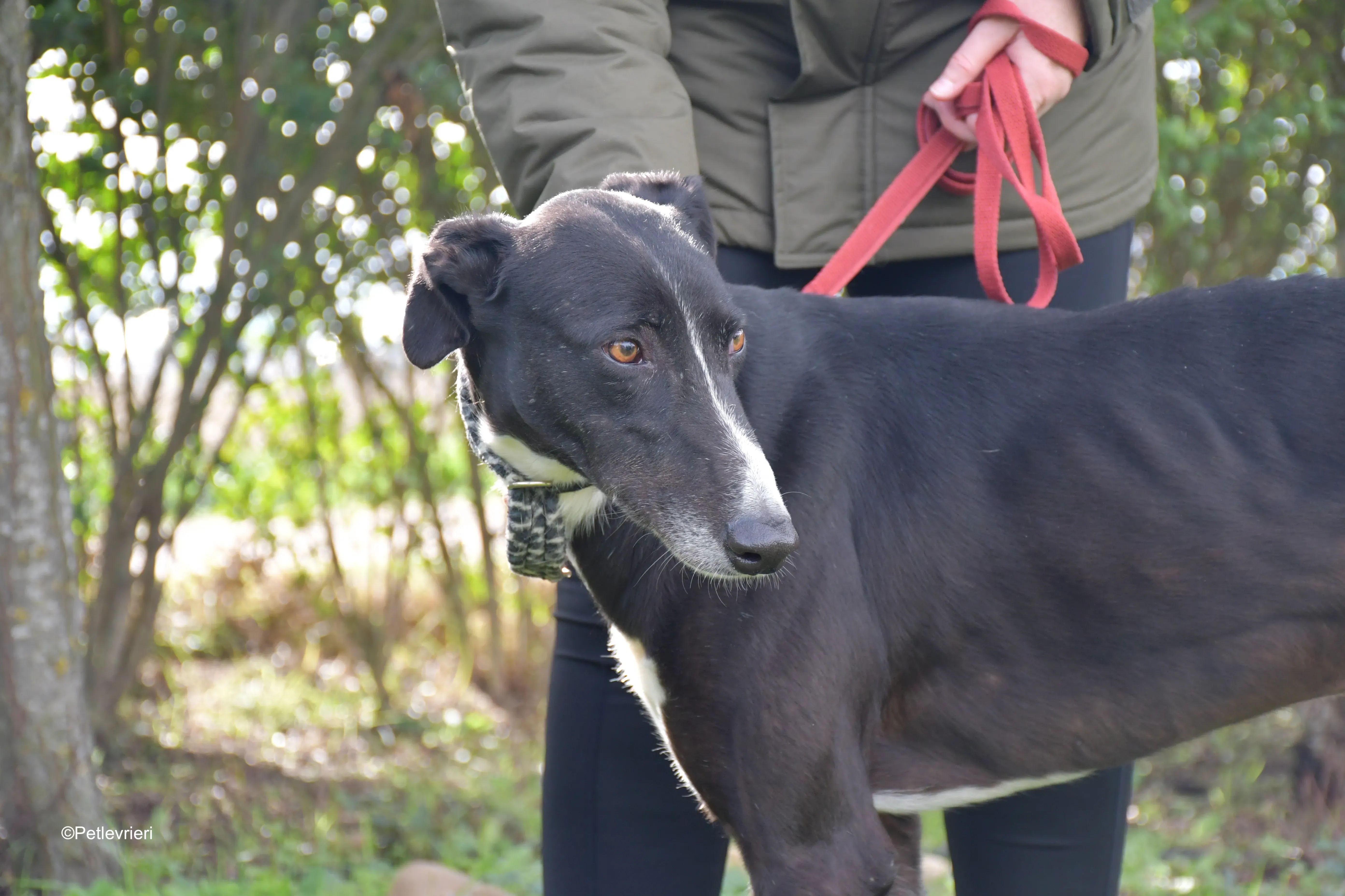messi adozione pet levrieri galgo 13