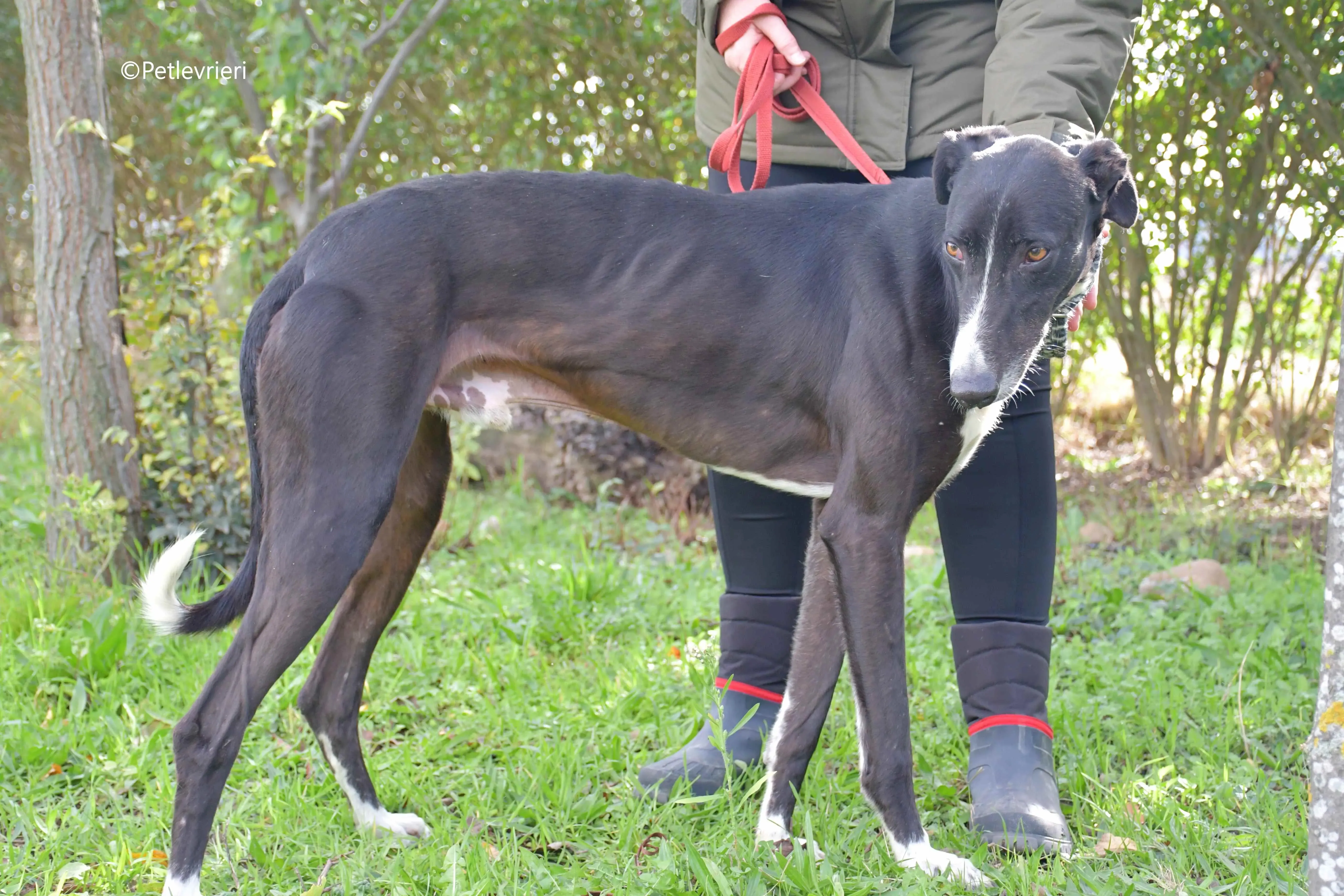 messi adozione pet levrieri galgo 14 1