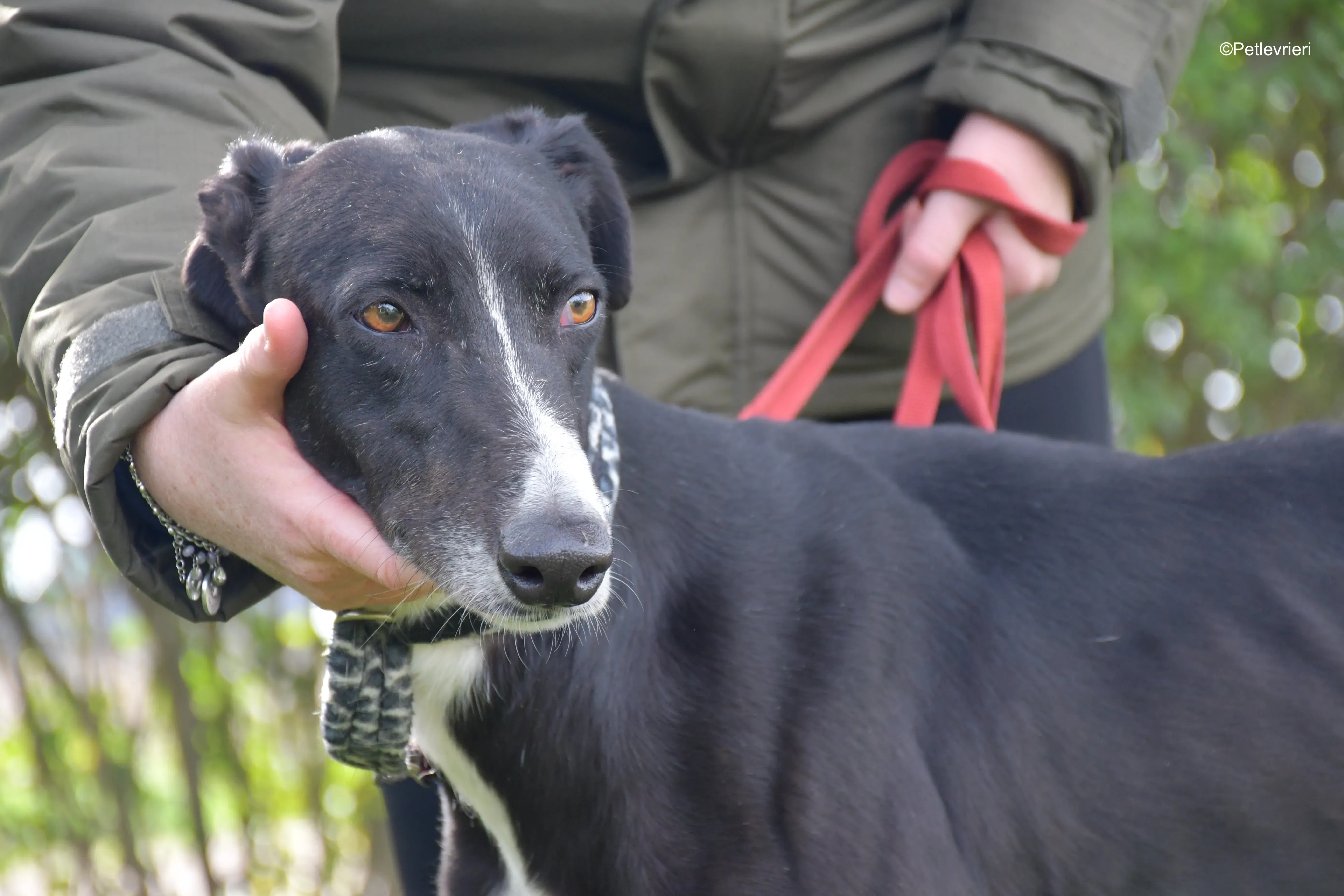 messi adozione pet levrieri galgo 15
