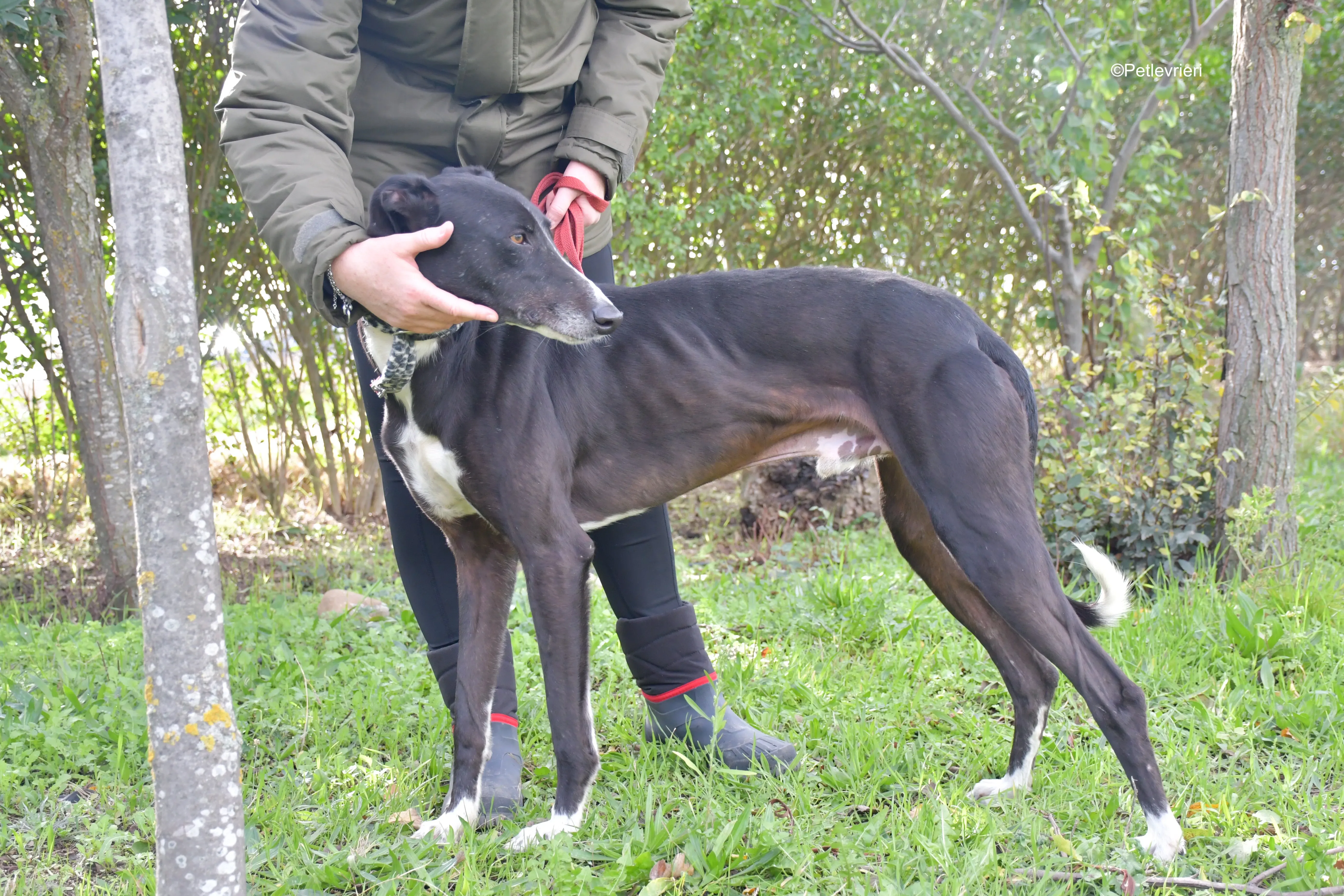 messi adozione pet levrieri galgo 16