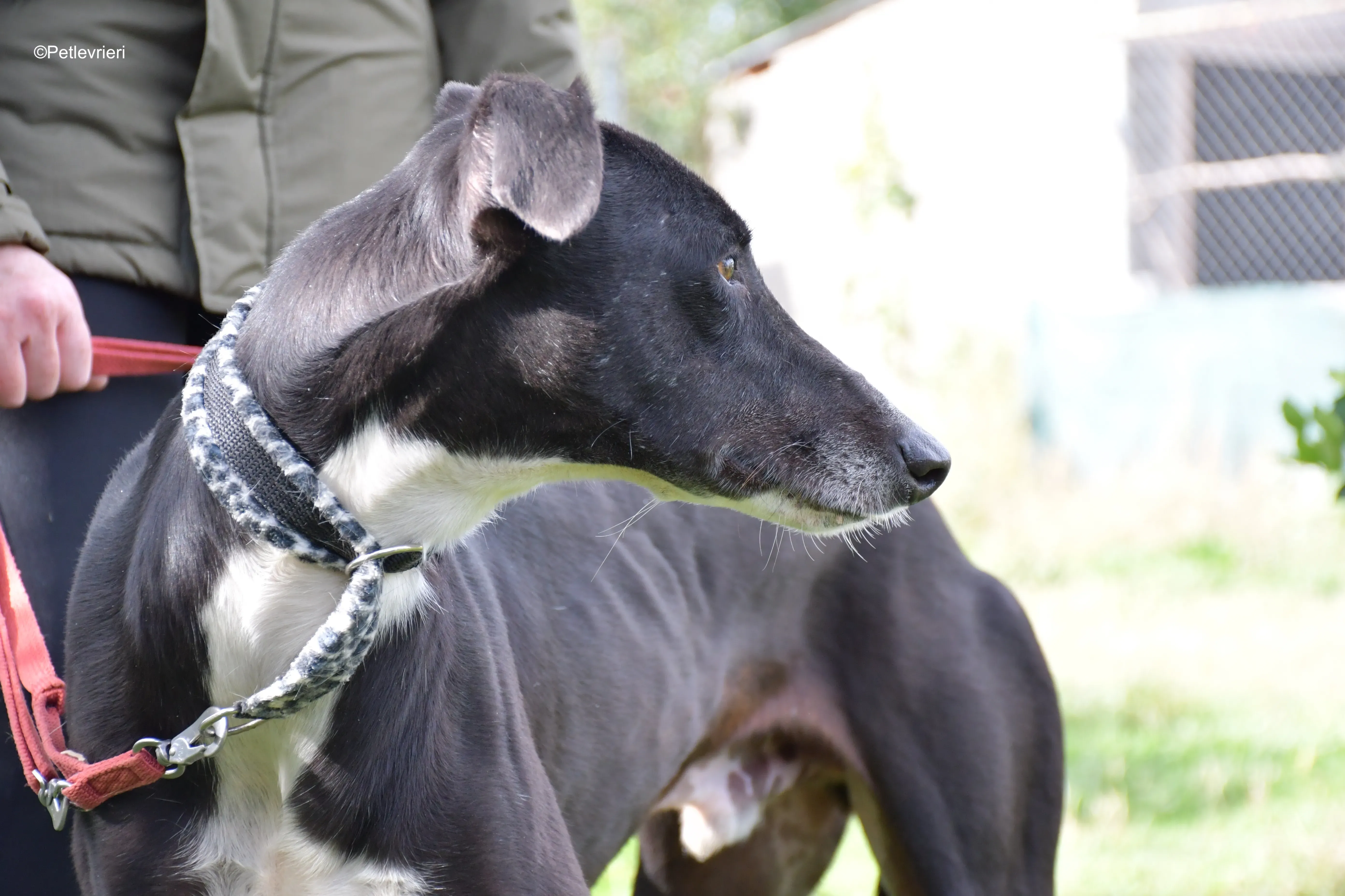 messi adozione pet levrieri galgo 17
