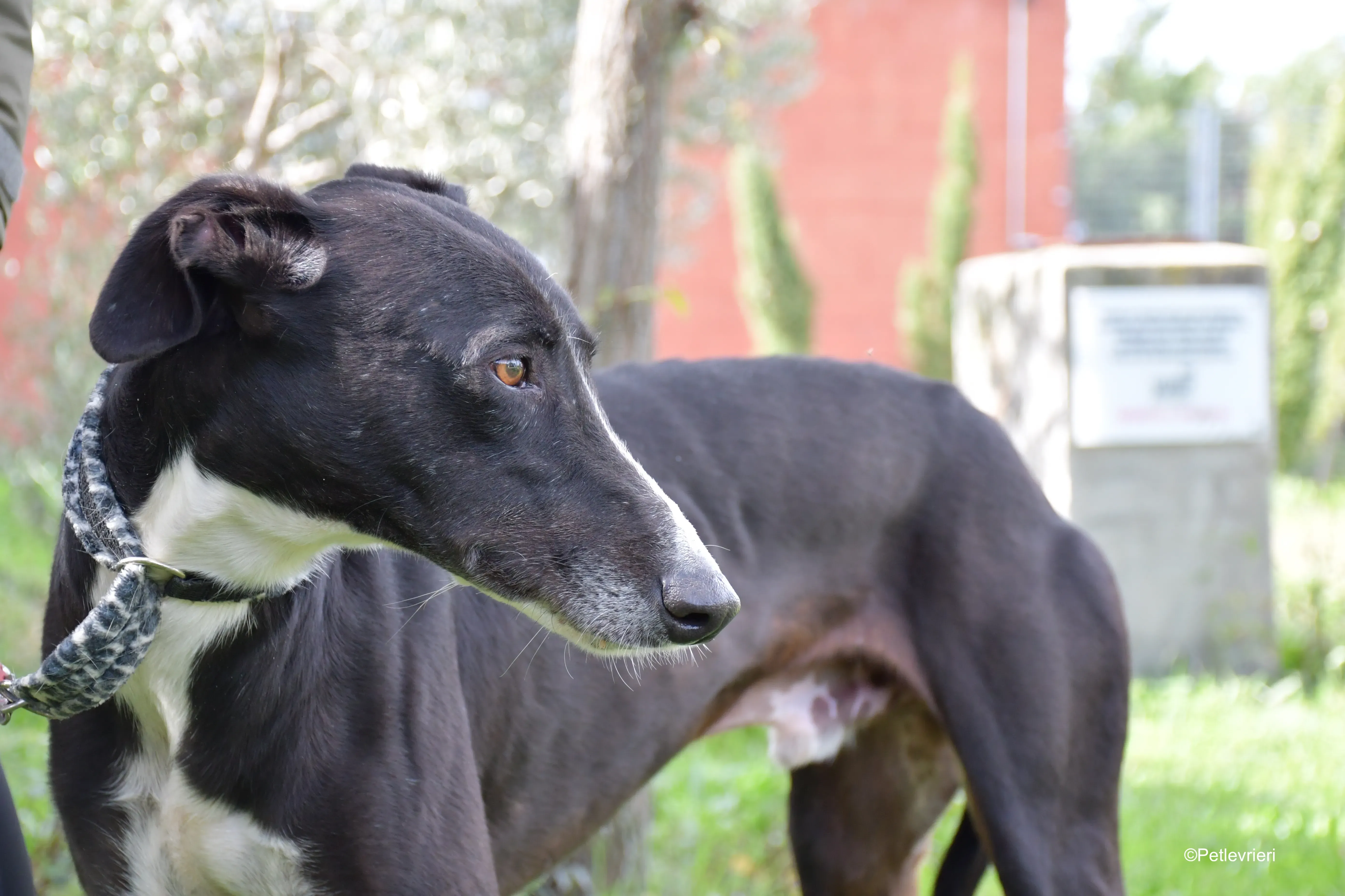 messi adozione pet levrieri galgo 18