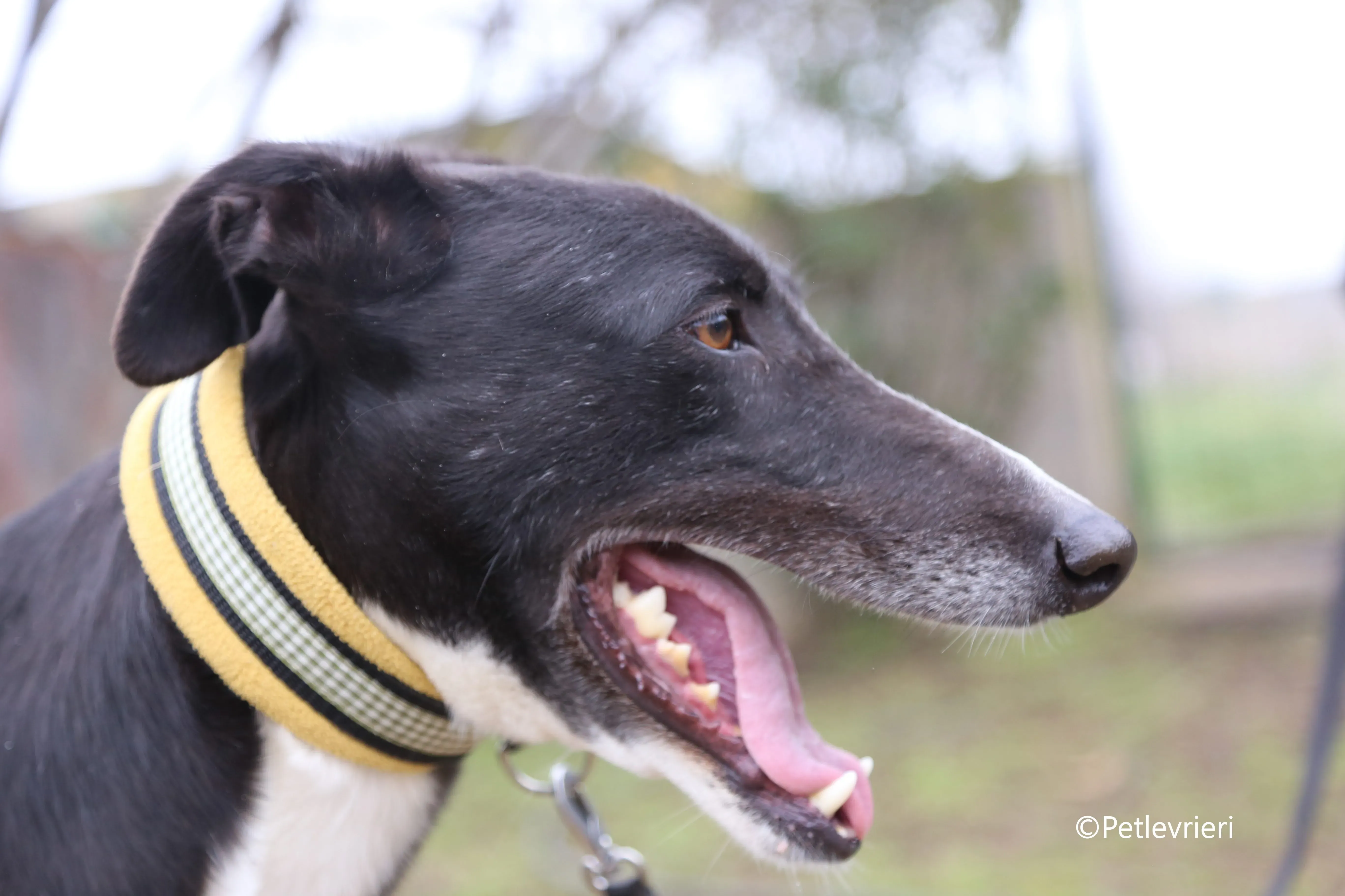 messi adozione pet levrieri galgo 2