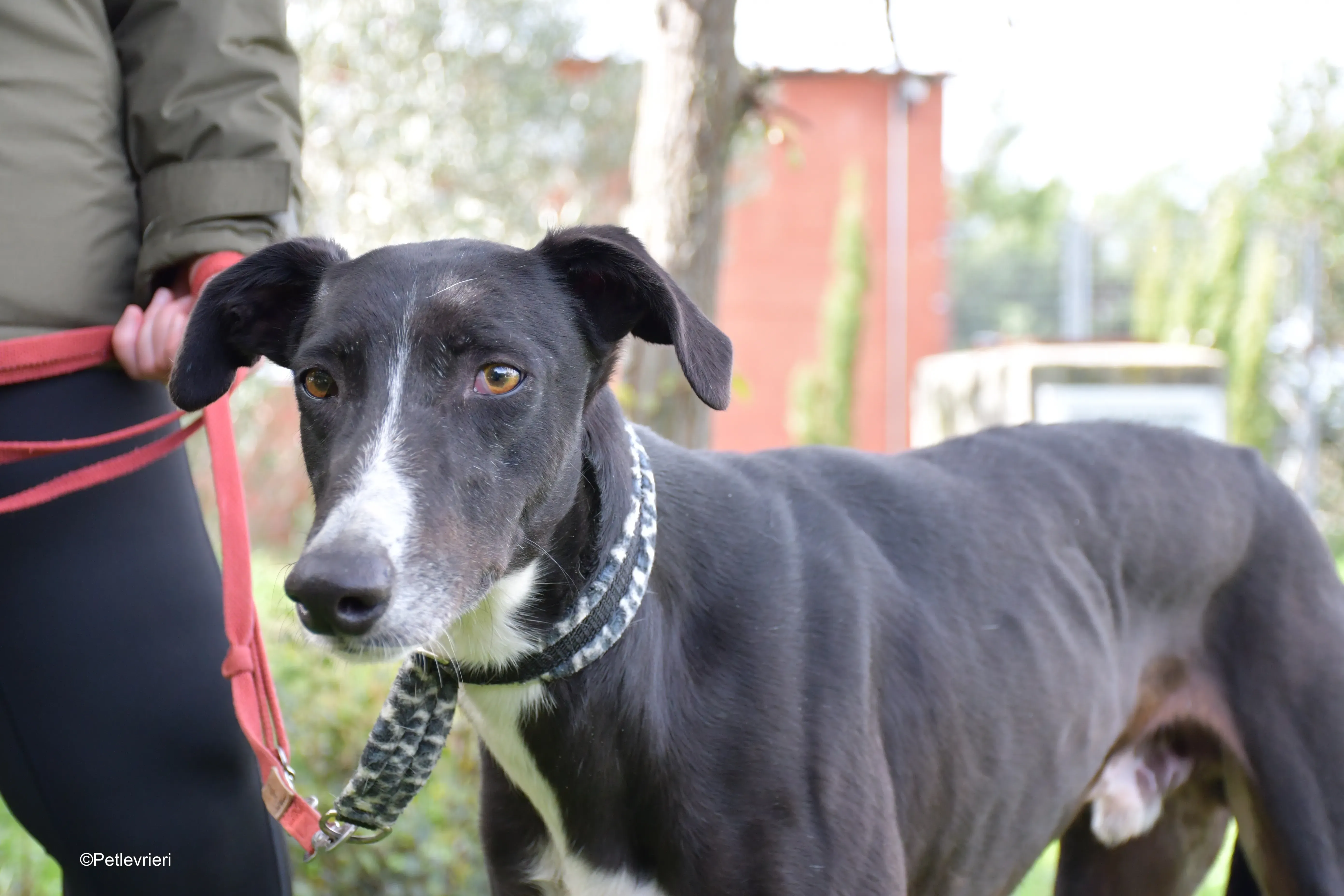 messi adozione pet levrieri galgo 20
