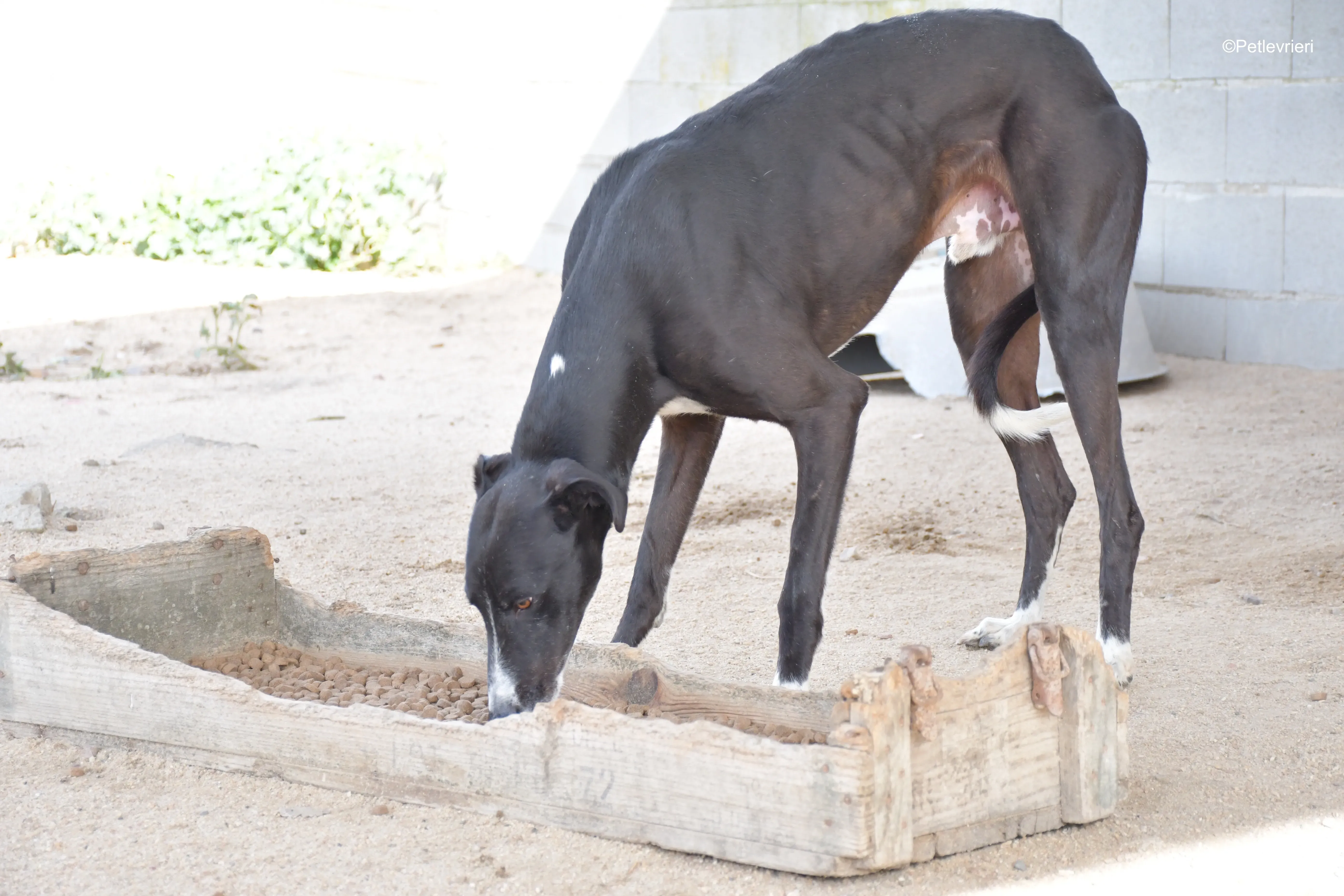 messi adozione pet levrieri galgo 21