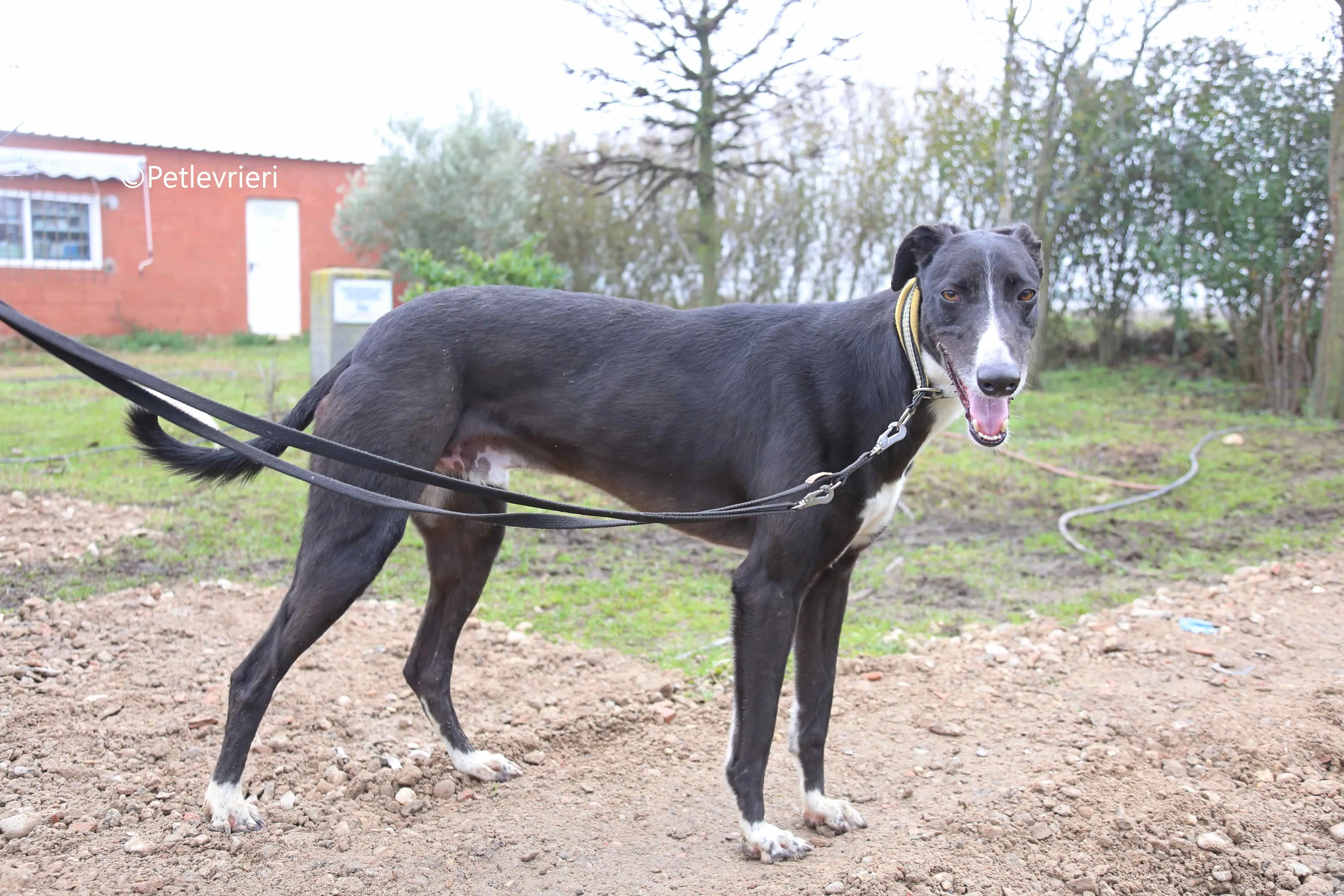 messi adozione pet levrieri galgo 3