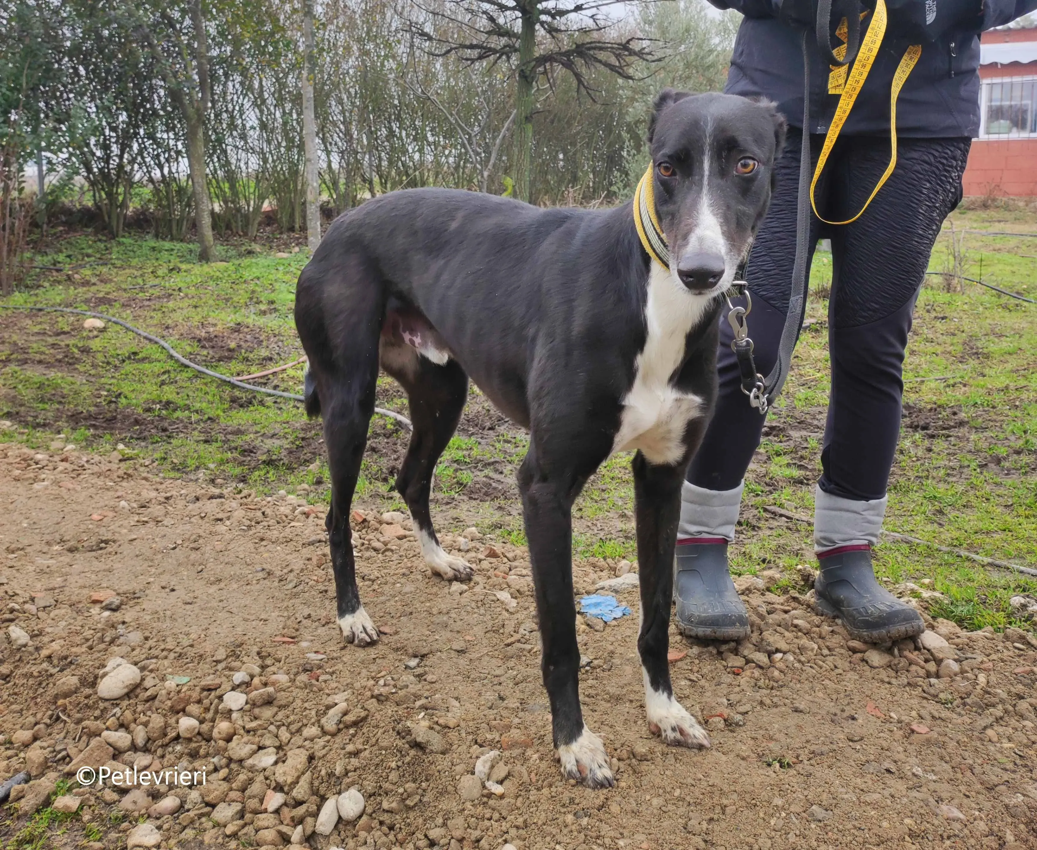 messi adozione pet levrieri galgo 4