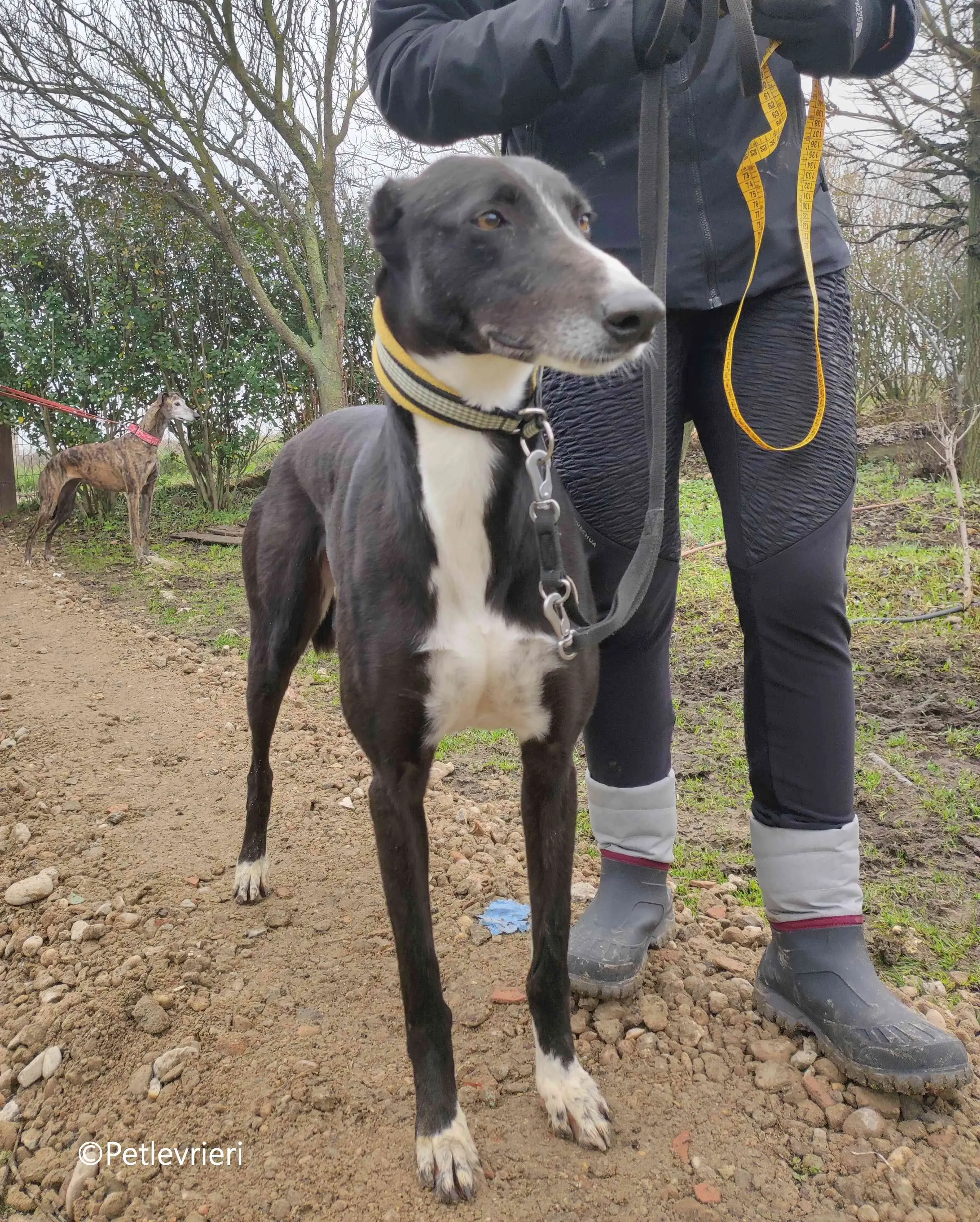 messi adozione pet levrieri galgo 5