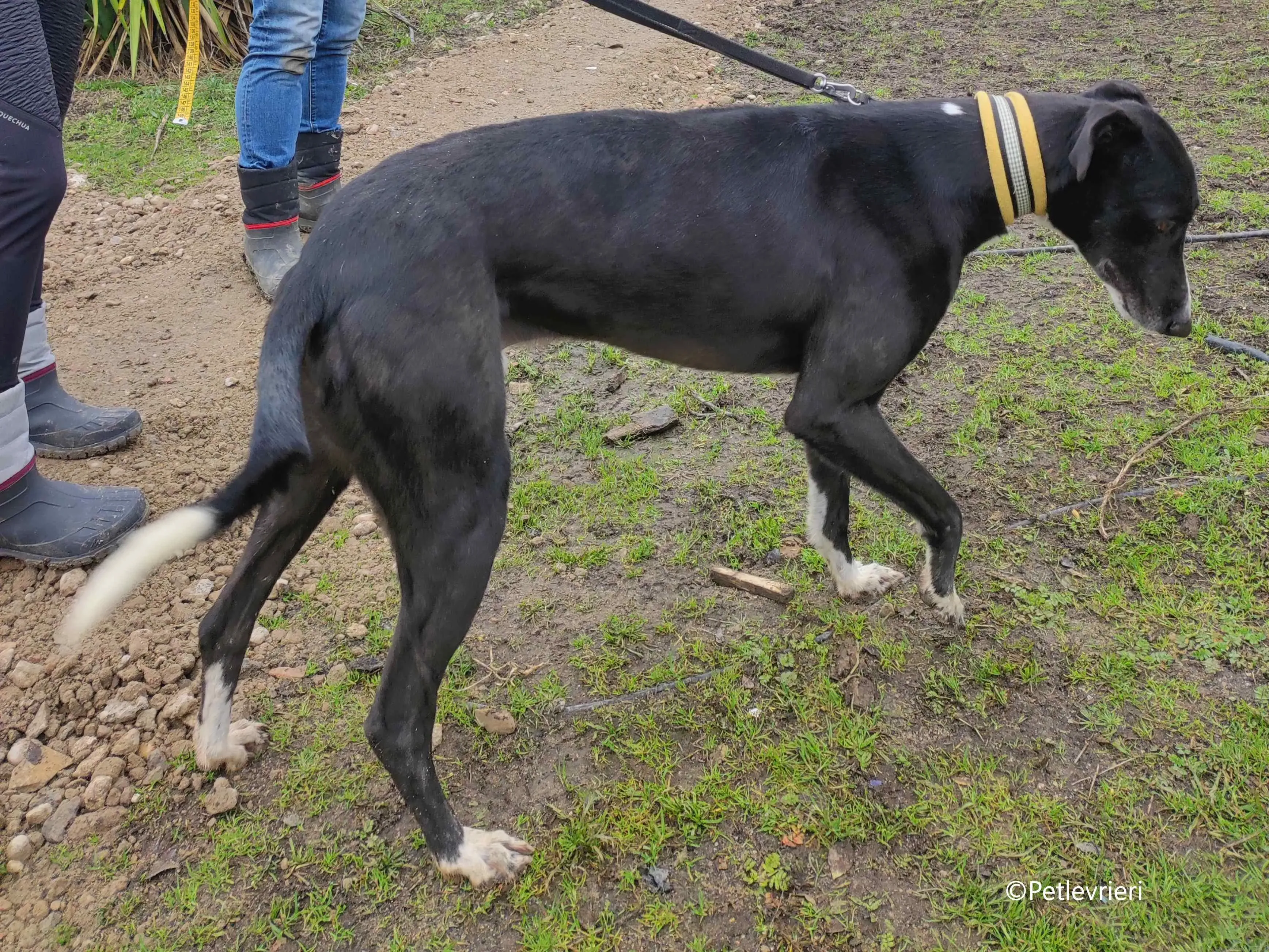 messi adozione pet levrieri galgo 6