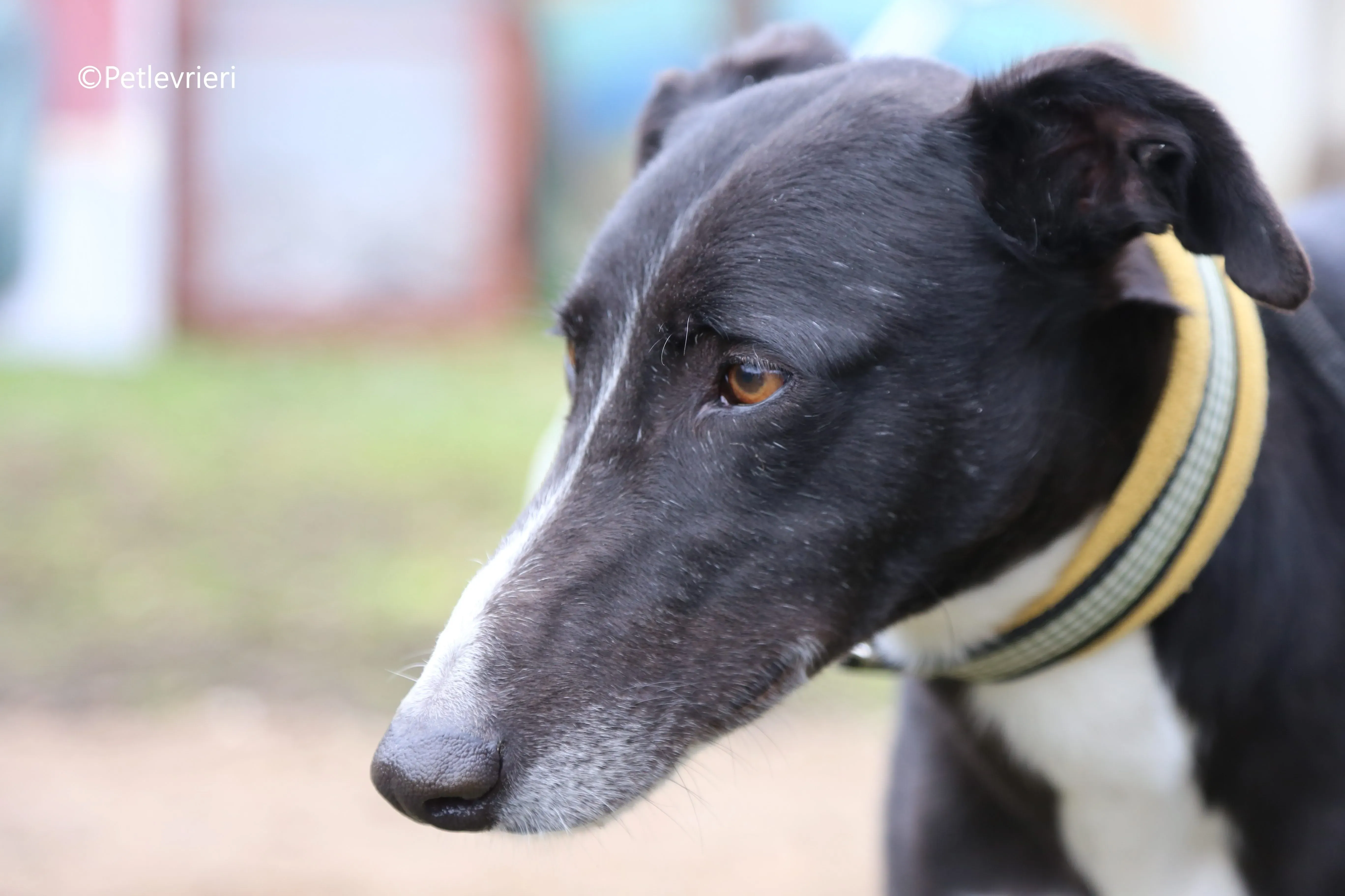 messi adozione pet levrieri galgo 7