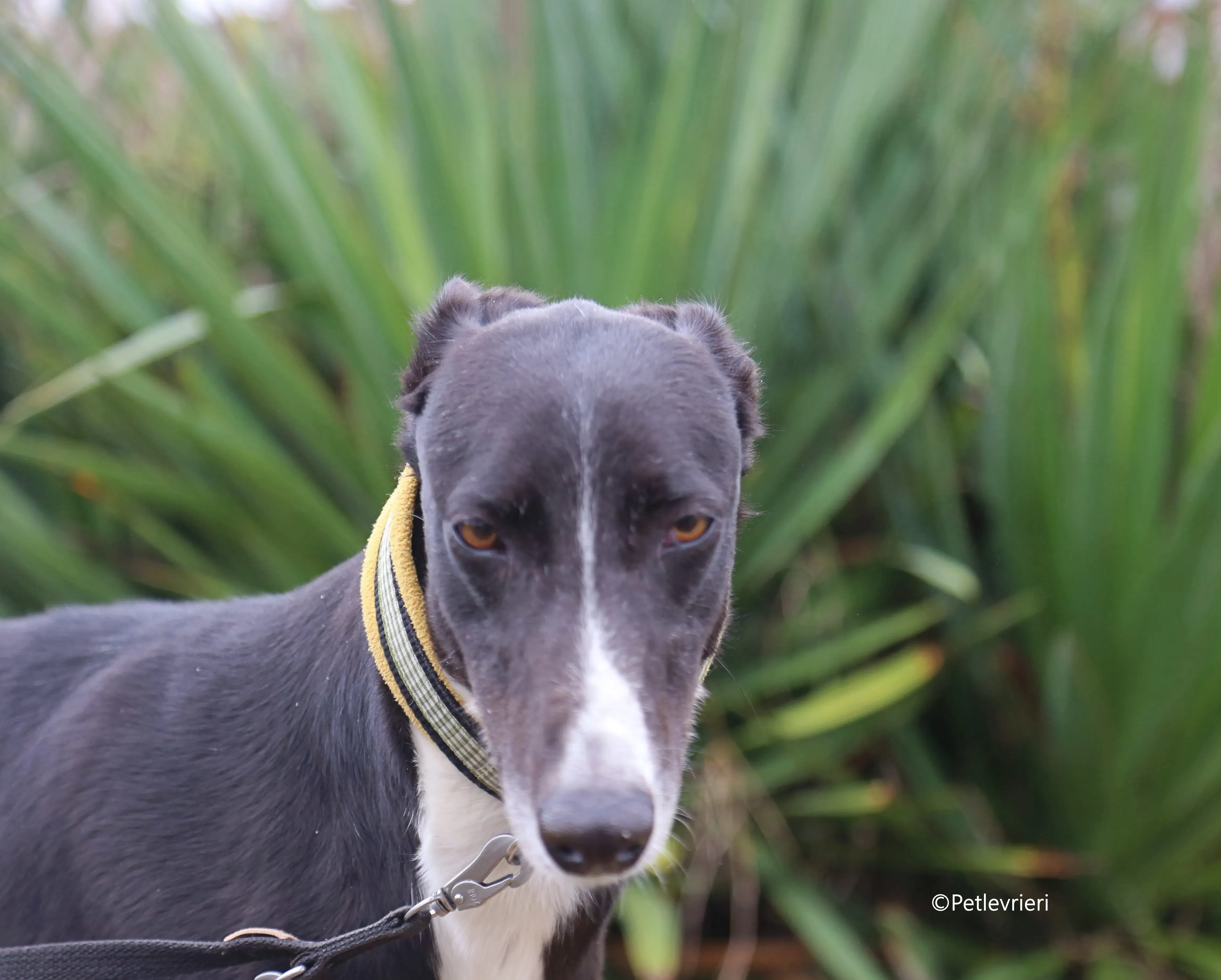 messi adozione pet levrieri galgo 8