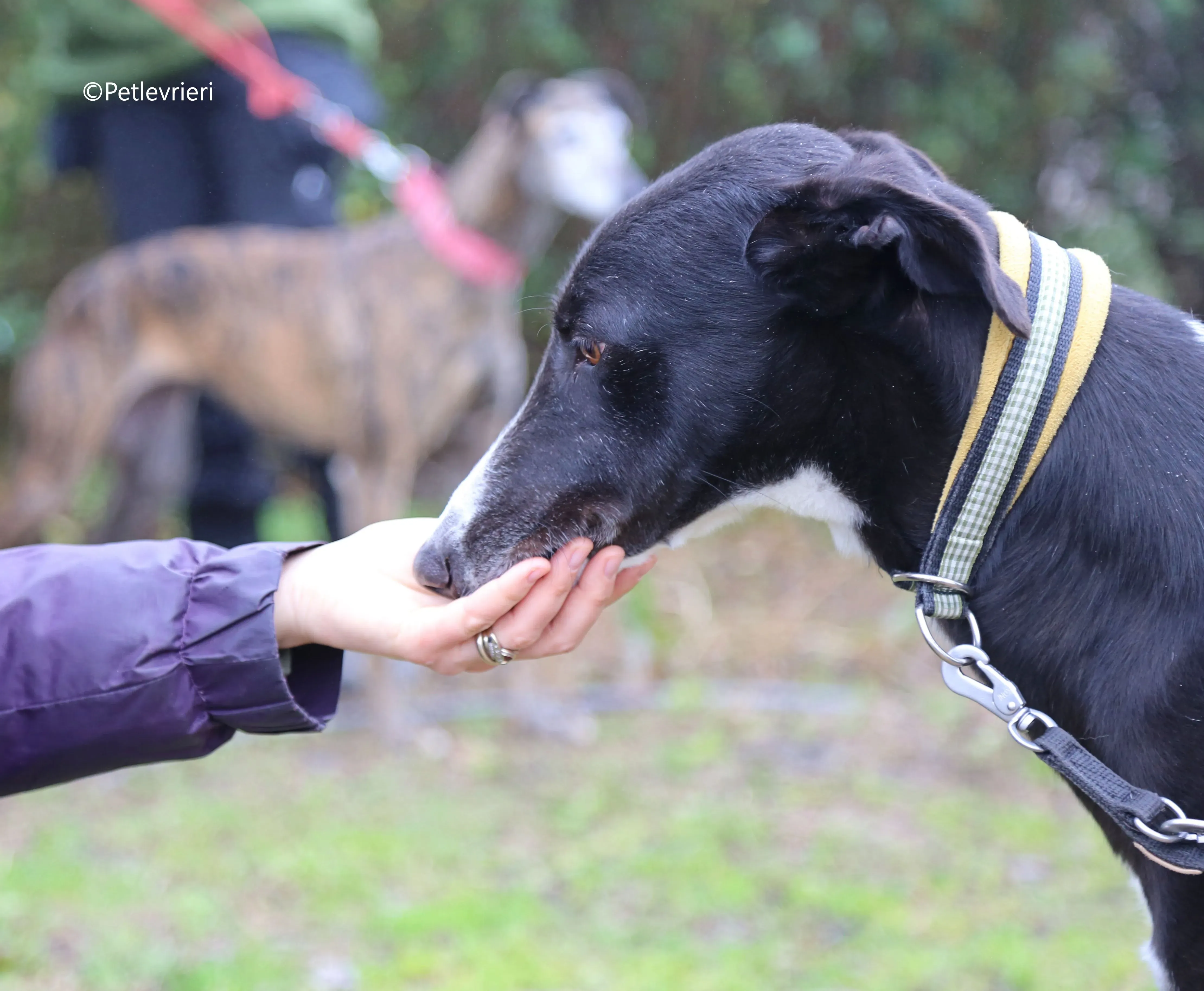 messi adozione pet levrieri galgo 9