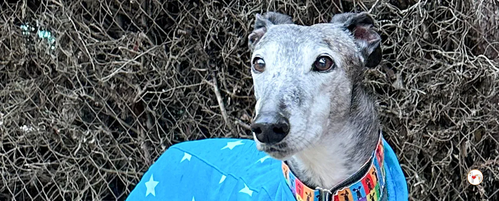messi galgo adozione 00 copertina a