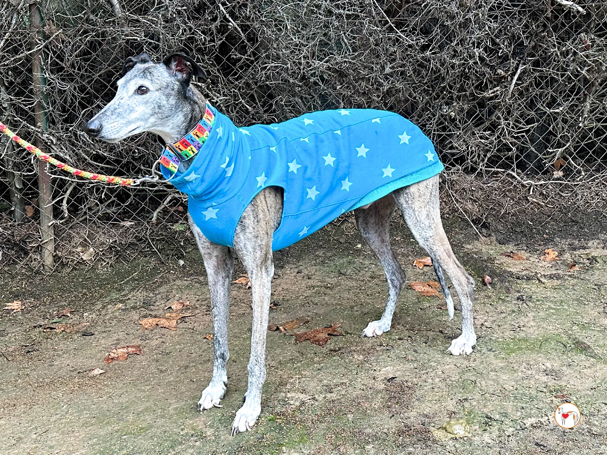 messi galgo adozione 01