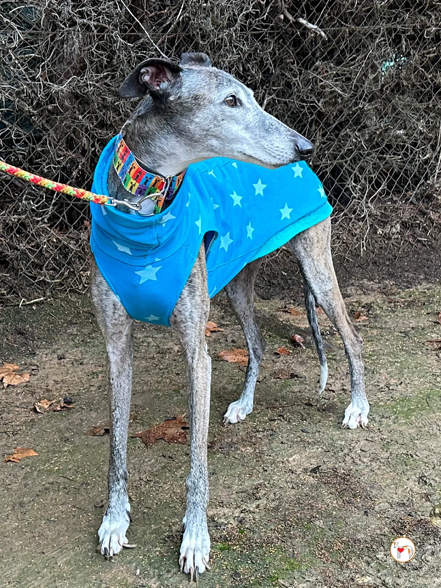 messi galgo adozione 02