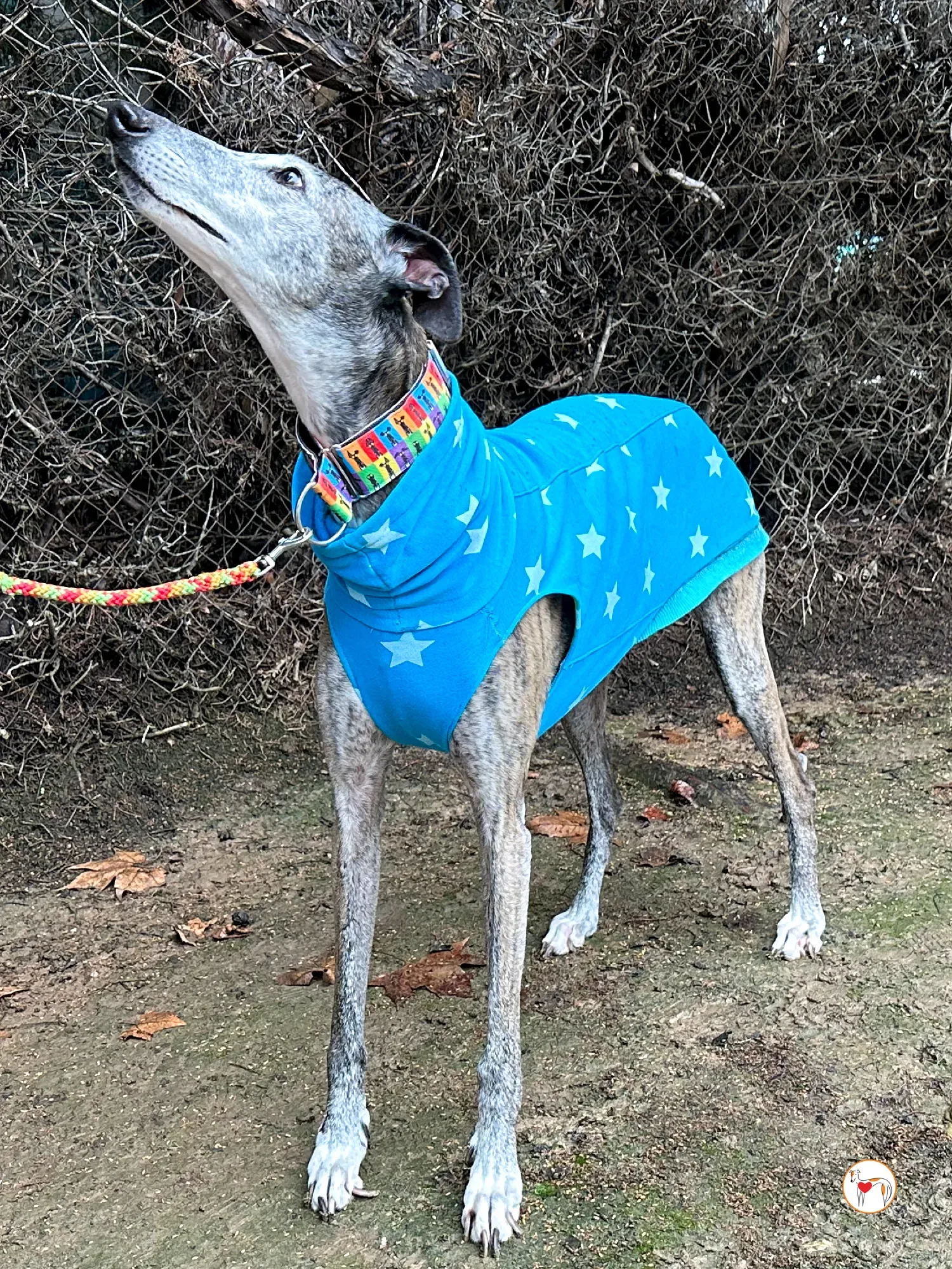 messi galgo adozione 03