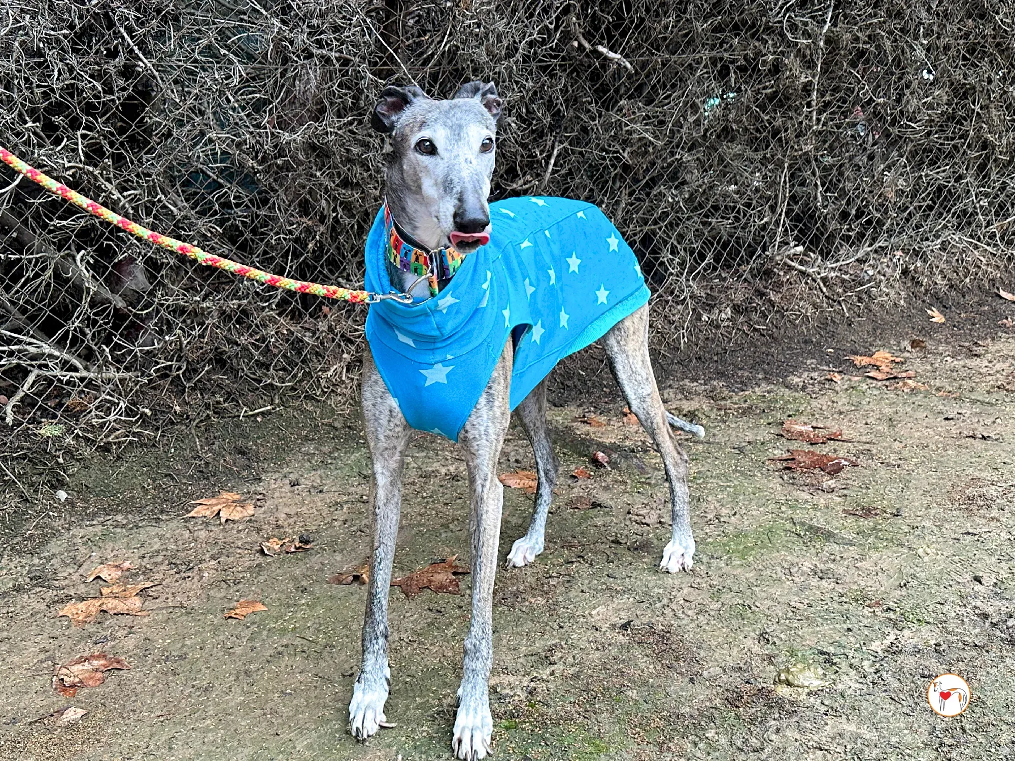 messi galgo adozione 04