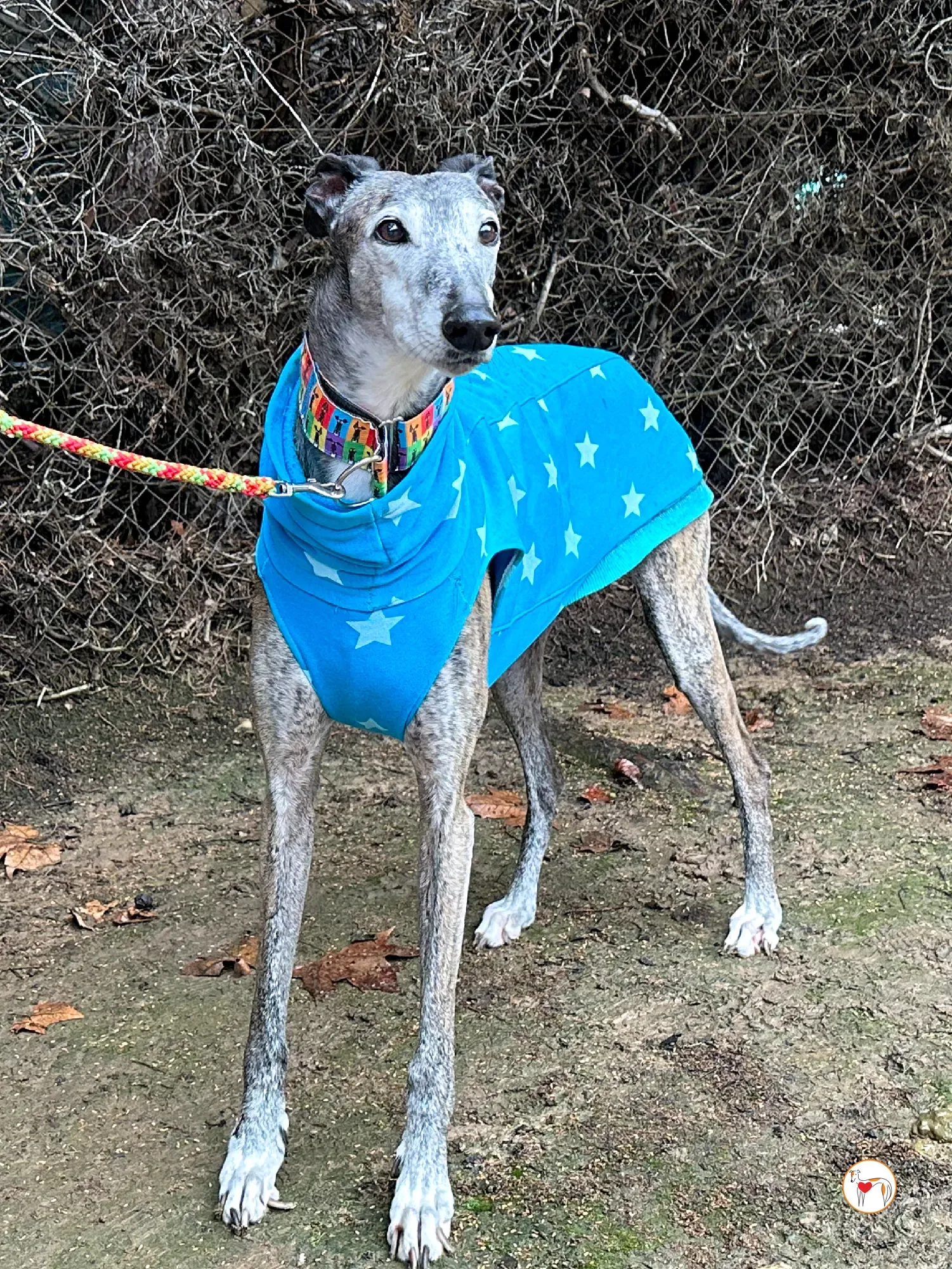 messi galgo adozione 05