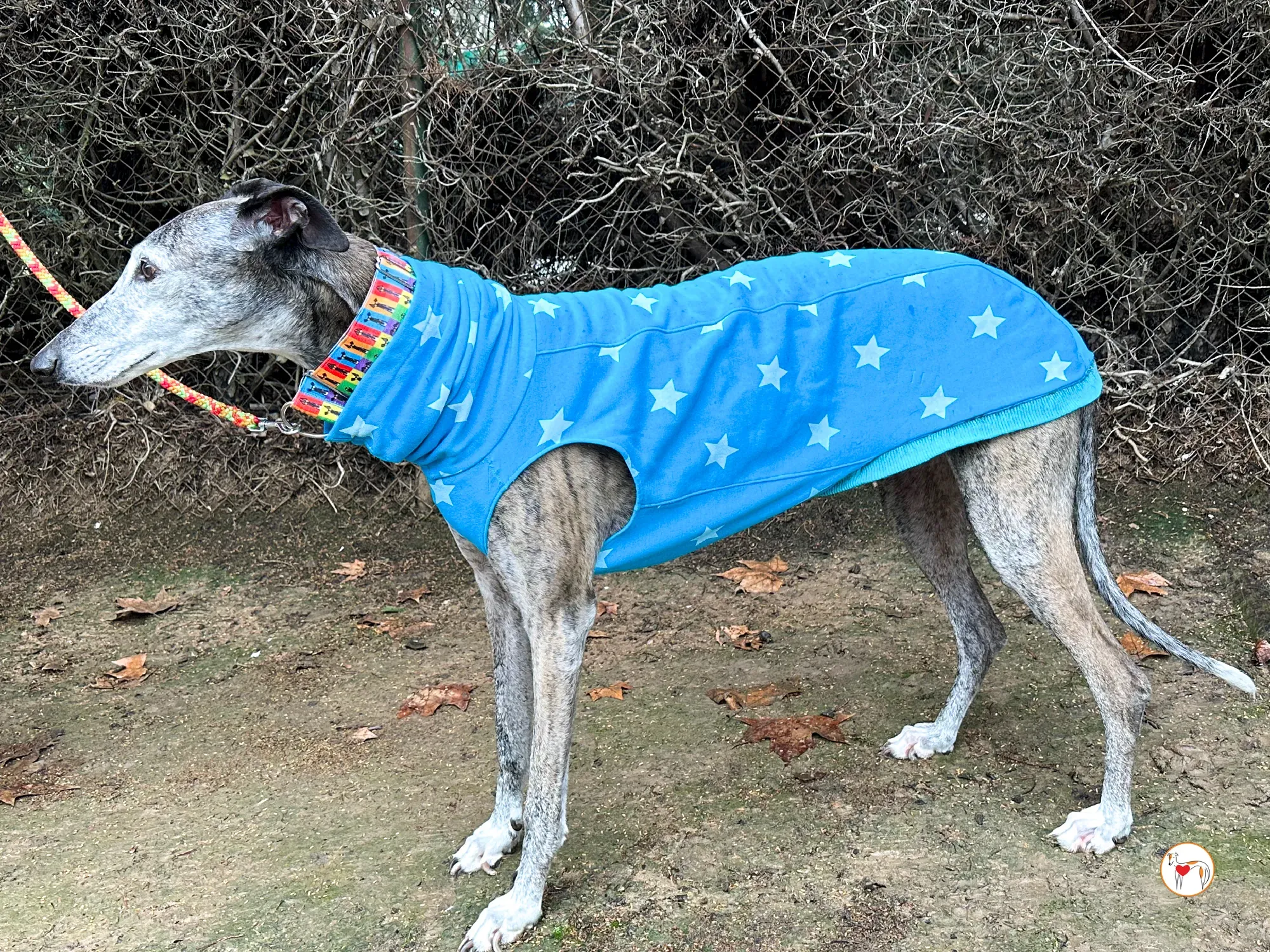 messi galgo adozione 06