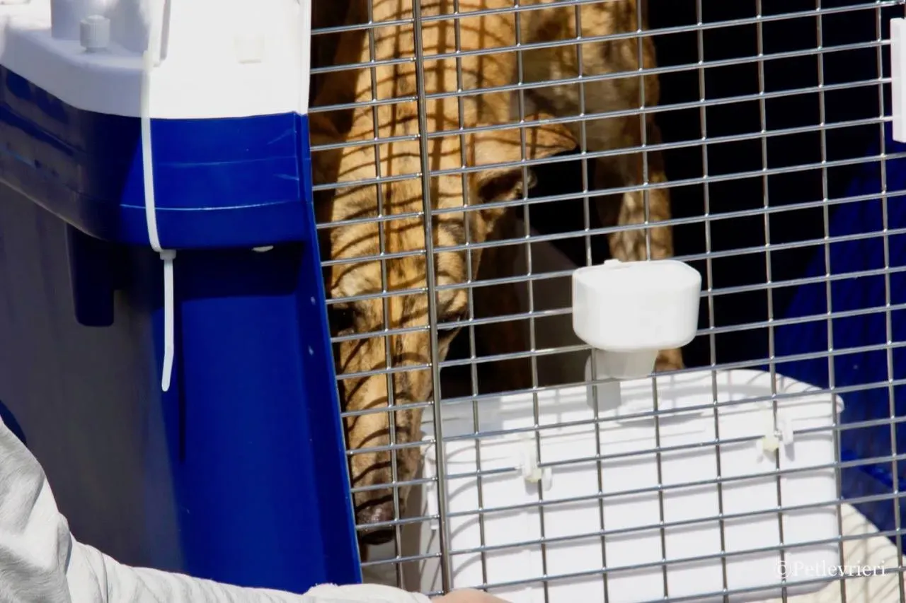 mia adozione greyhound macao 8