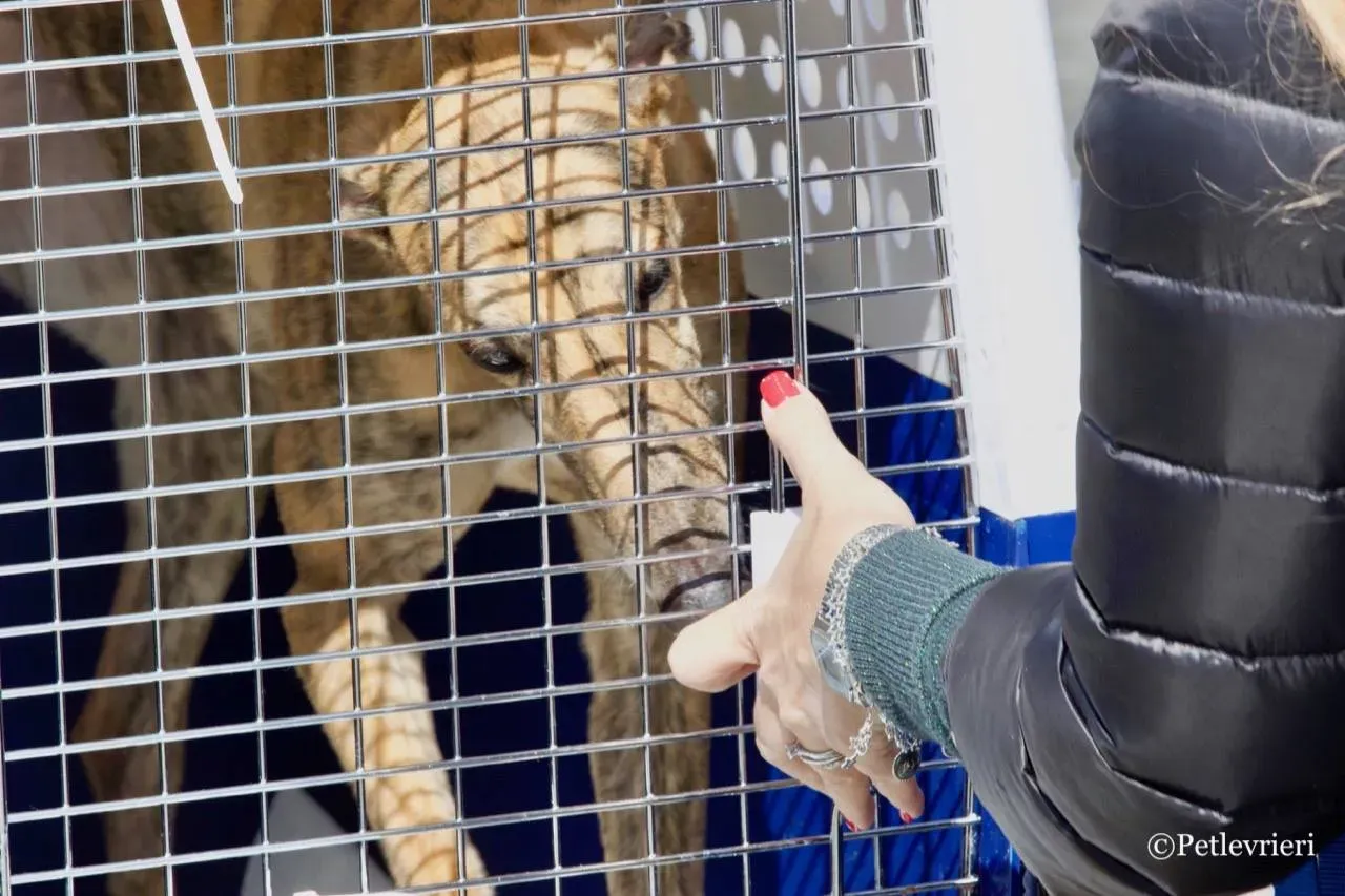 mia adozione greyhound macao 9