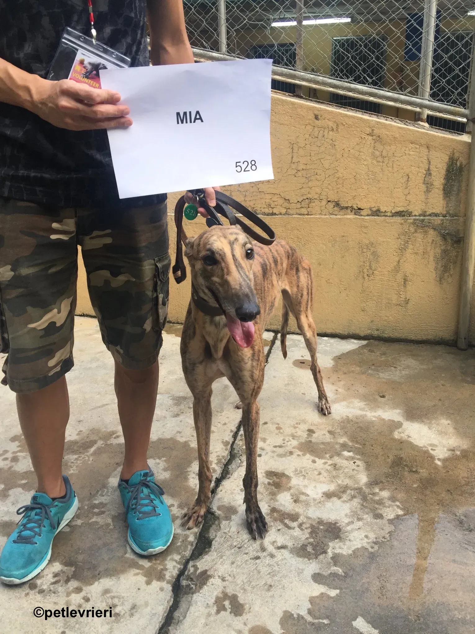 mia adozione greyhound macao 2