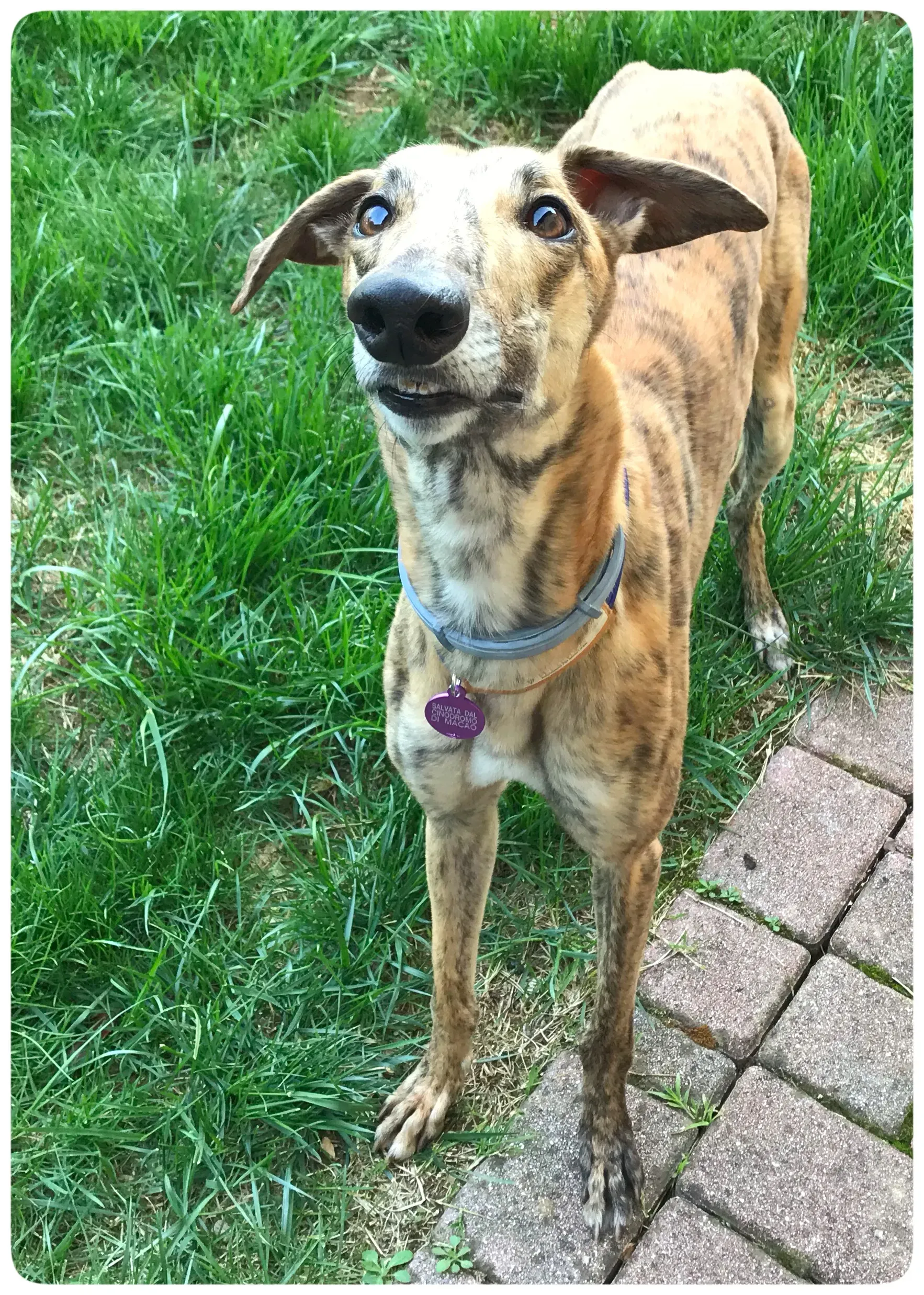 mia adozione greyhound macao 20 1