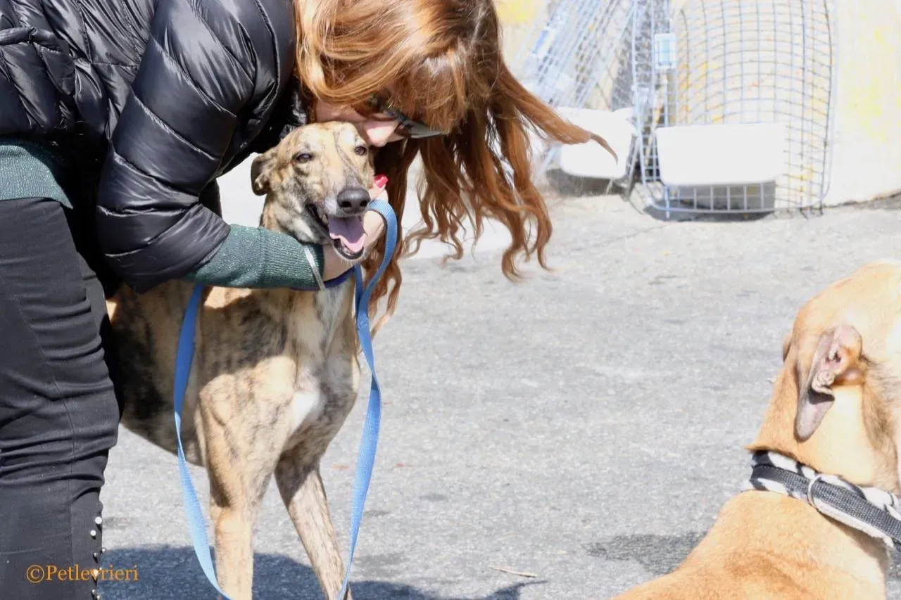 mia adozione greyhound macao 20