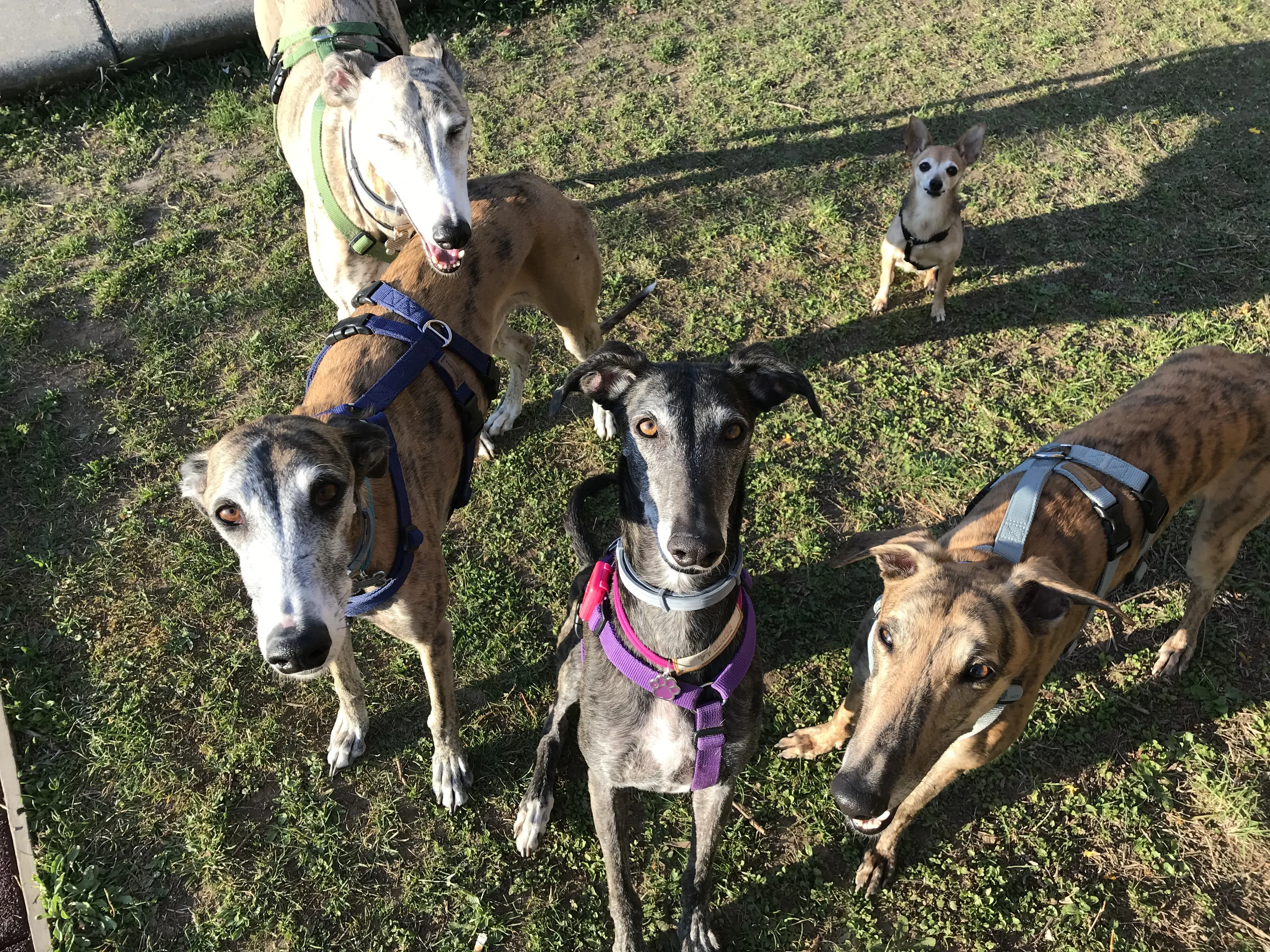 mia adozione greyhound macao 21
