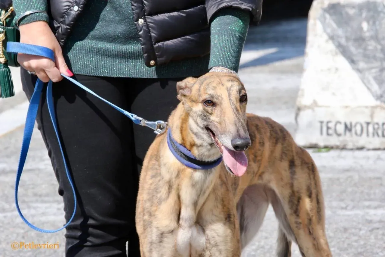 mia adozione greyhound macao 21