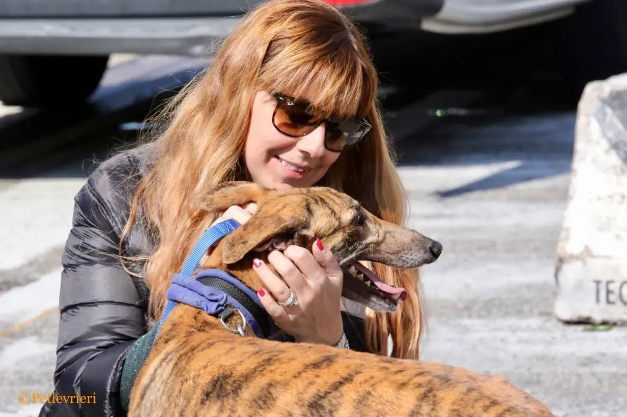 mia adozione greyhound macao 22