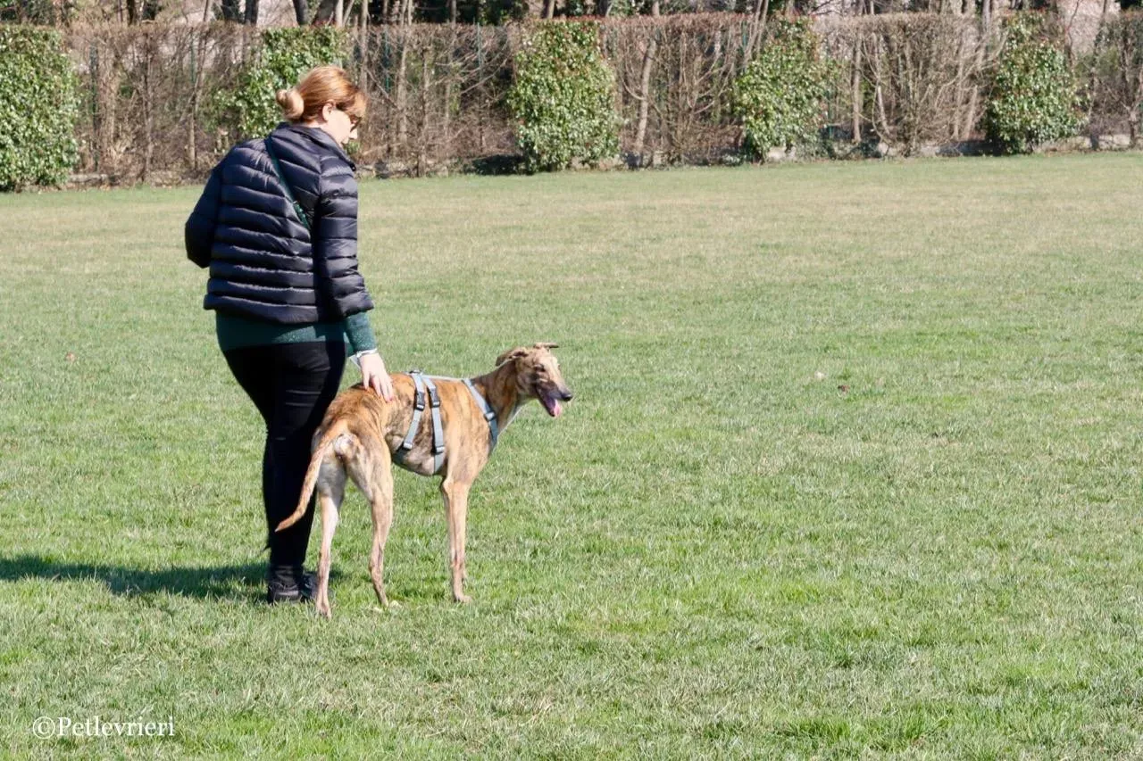 mia adozione greyhound macao 3 2