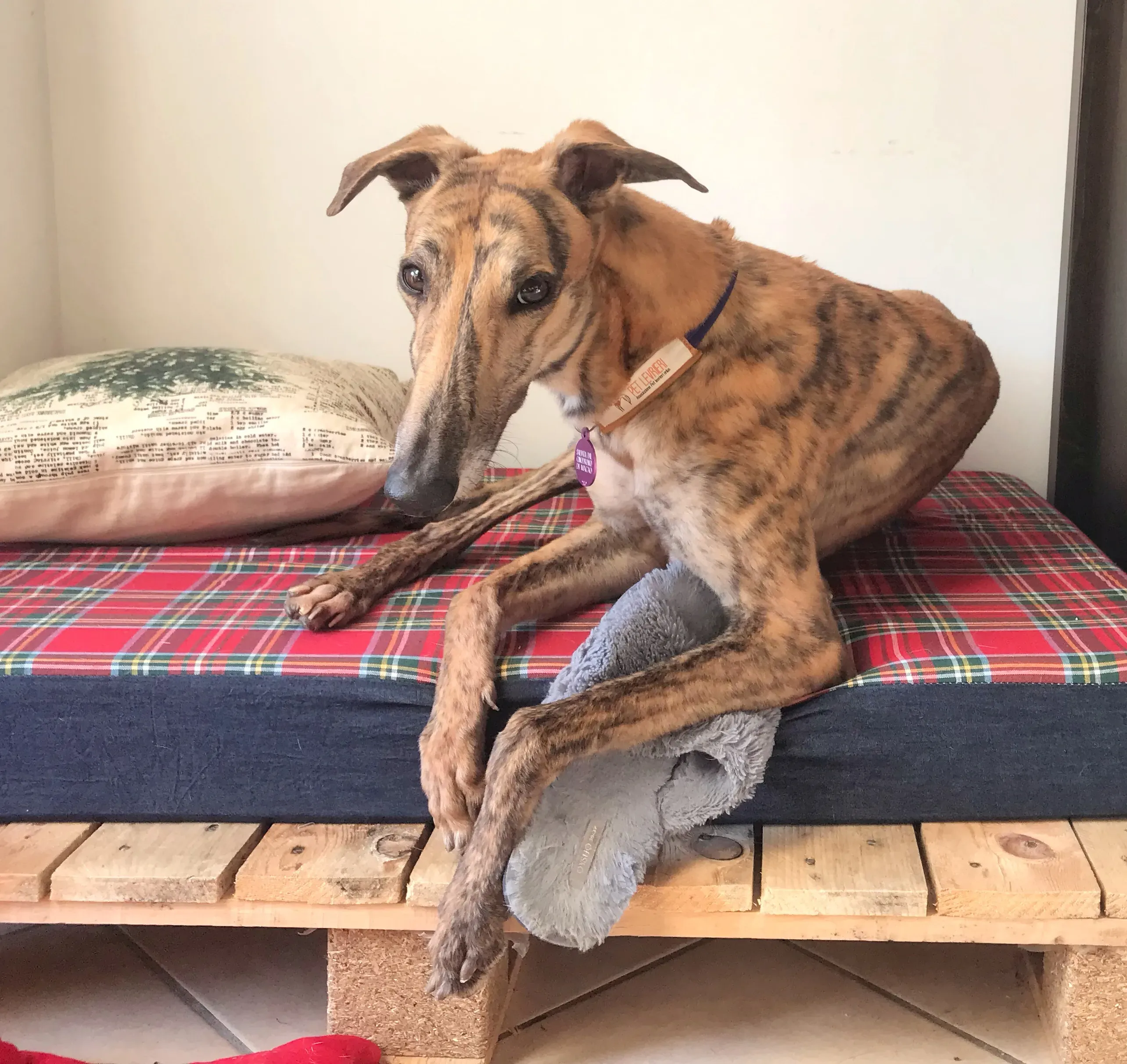 mia adozione greyhound macao 3 3
