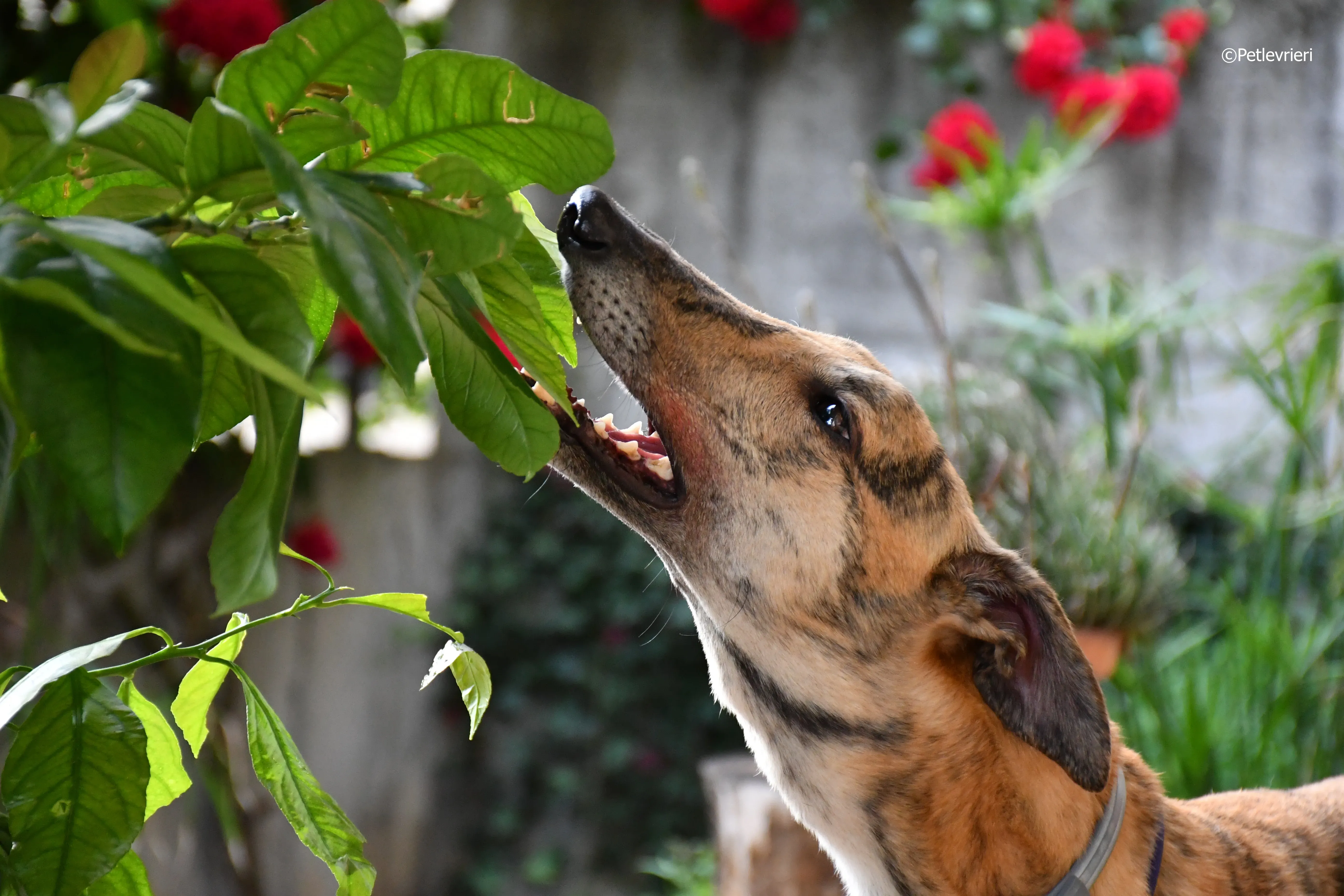 mia adozione greyhound macao 3 4