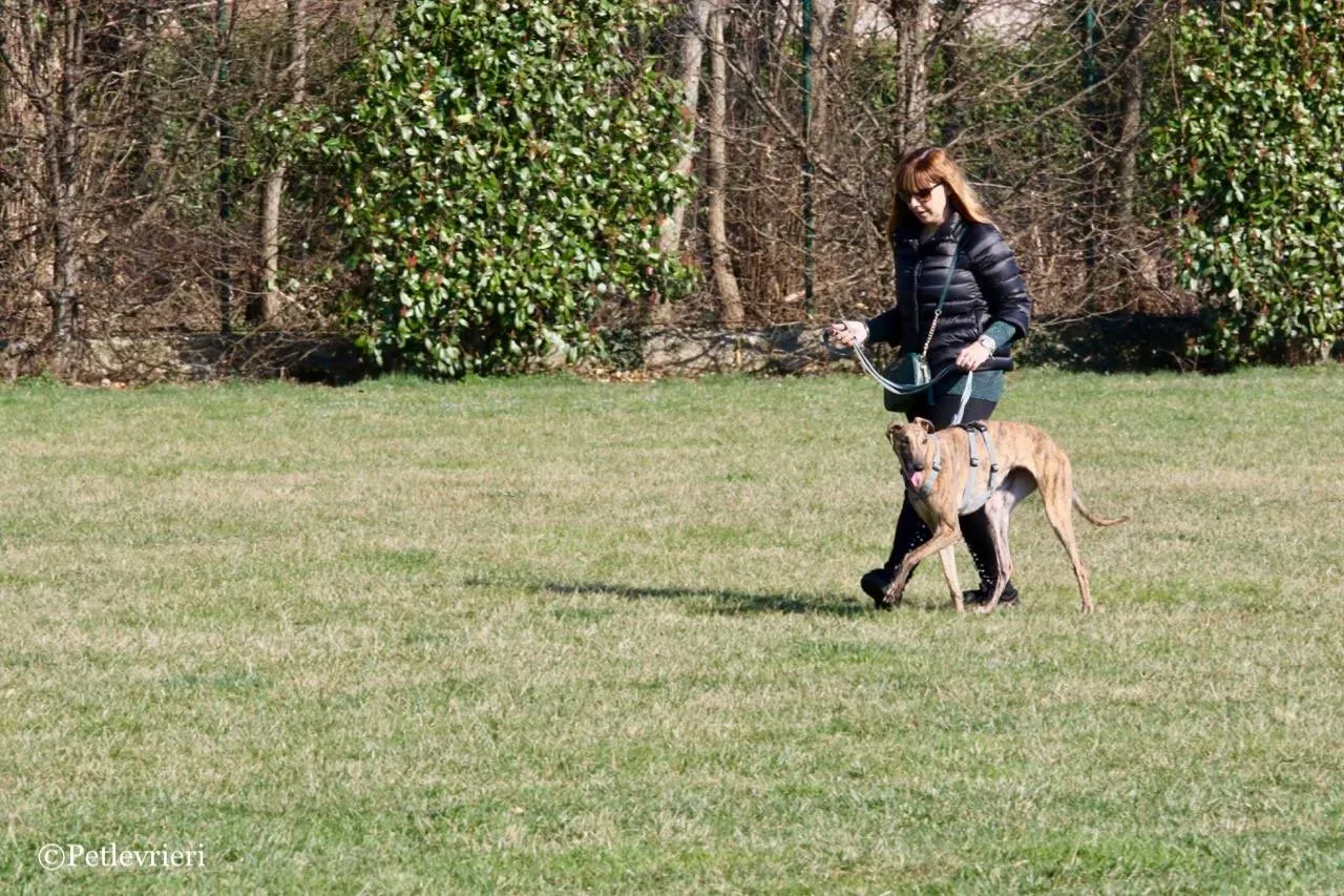 mia adozione greyhound macao 4 1