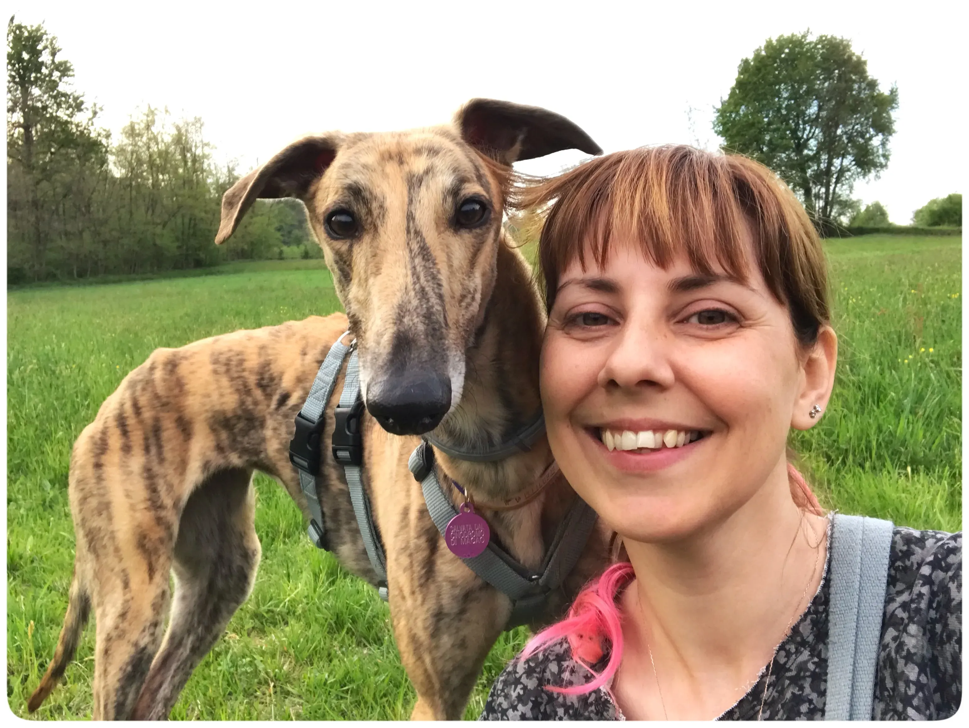 mia adozione greyhound macao 4 2