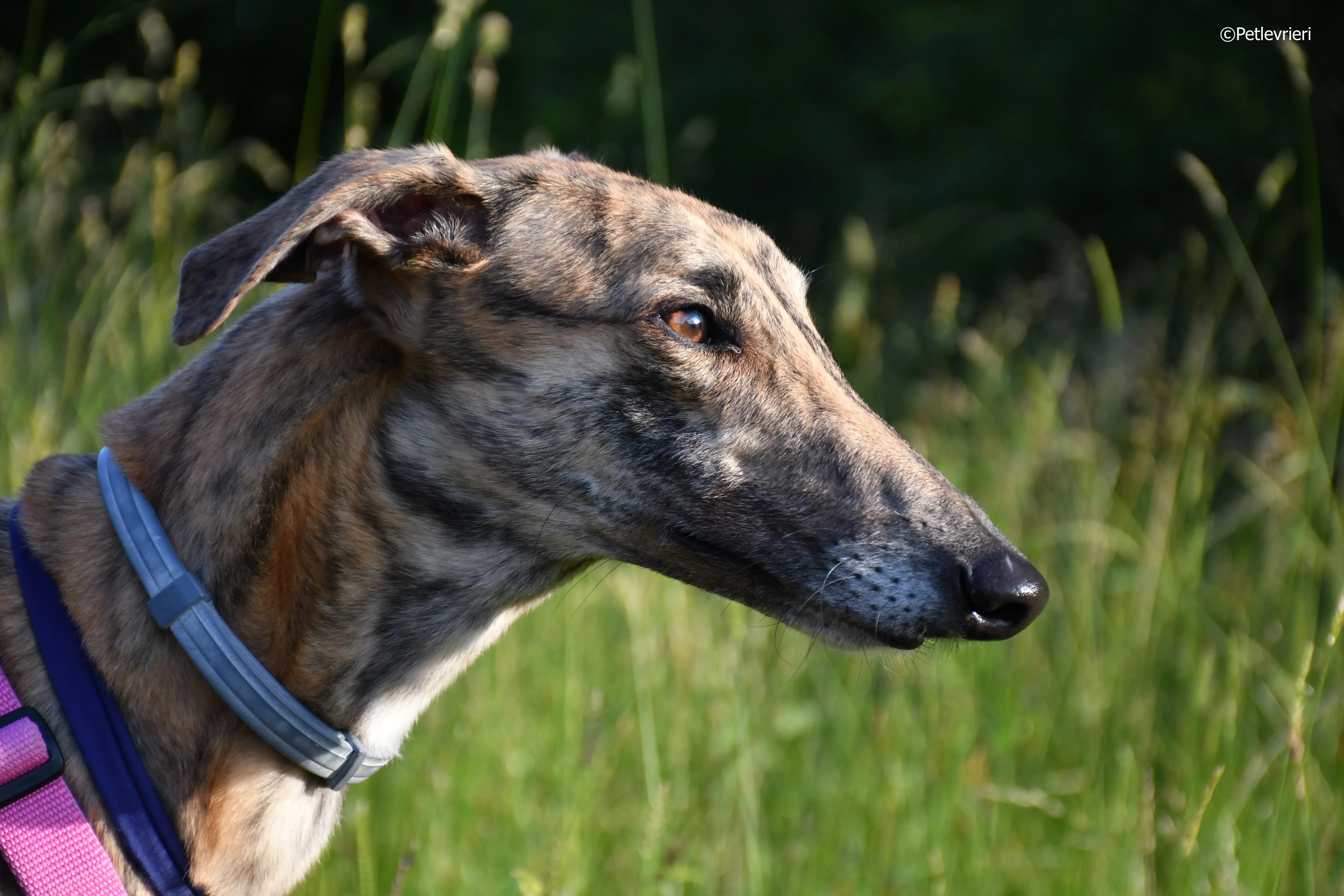 mia adozione greyhound macao 4 3