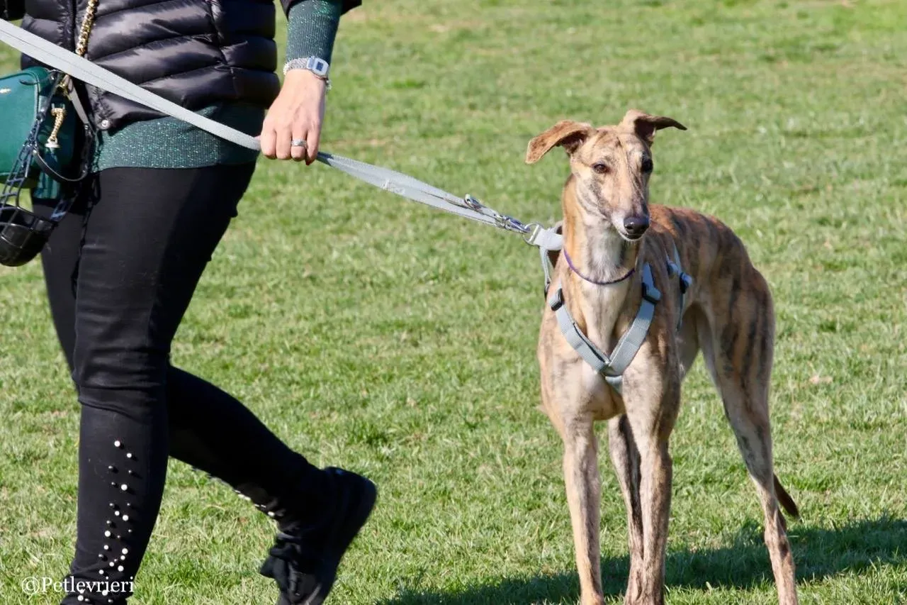 mia adozione greyhound macao 5 1