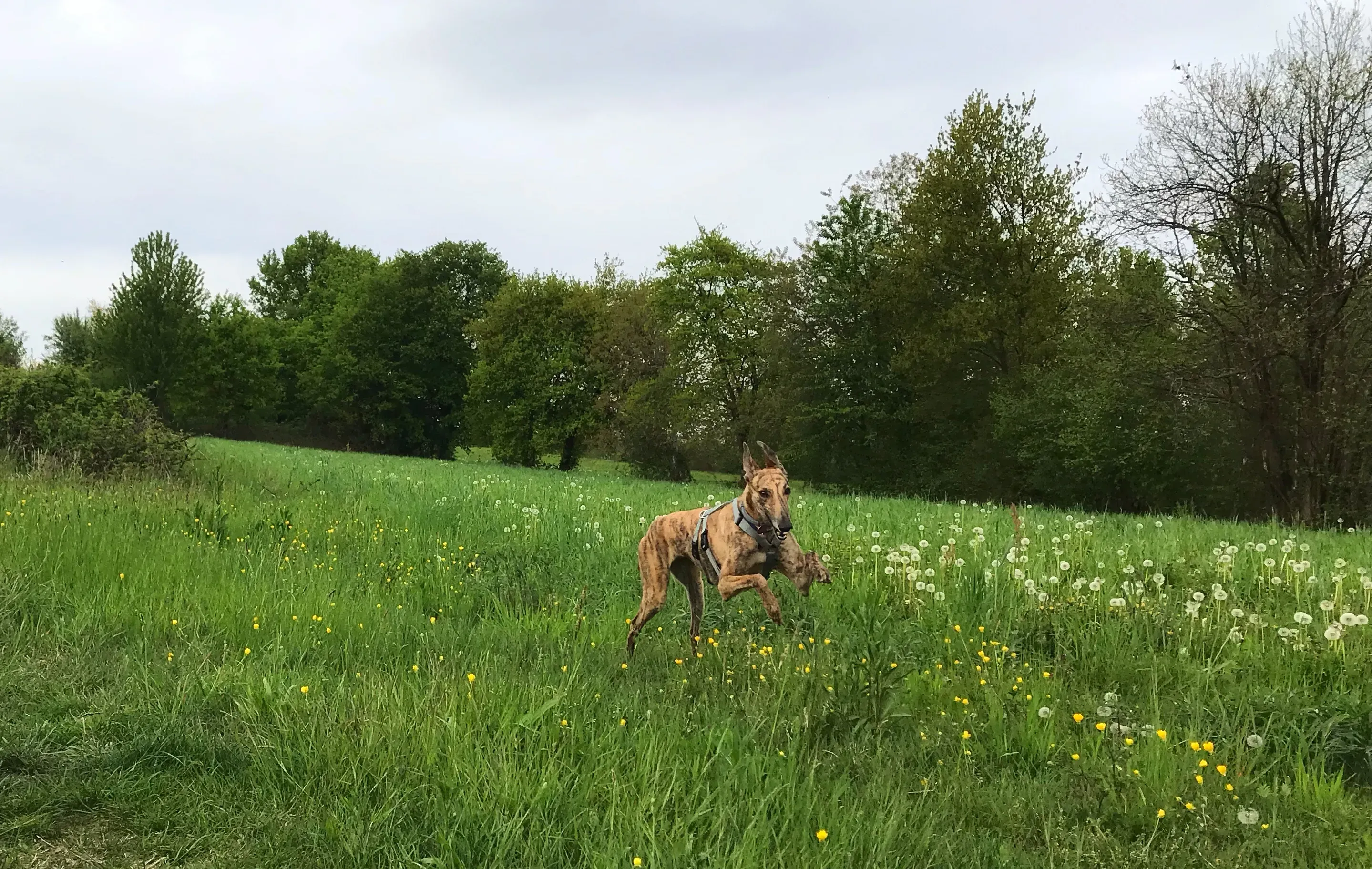 mia adozione greyhound macao 5 2