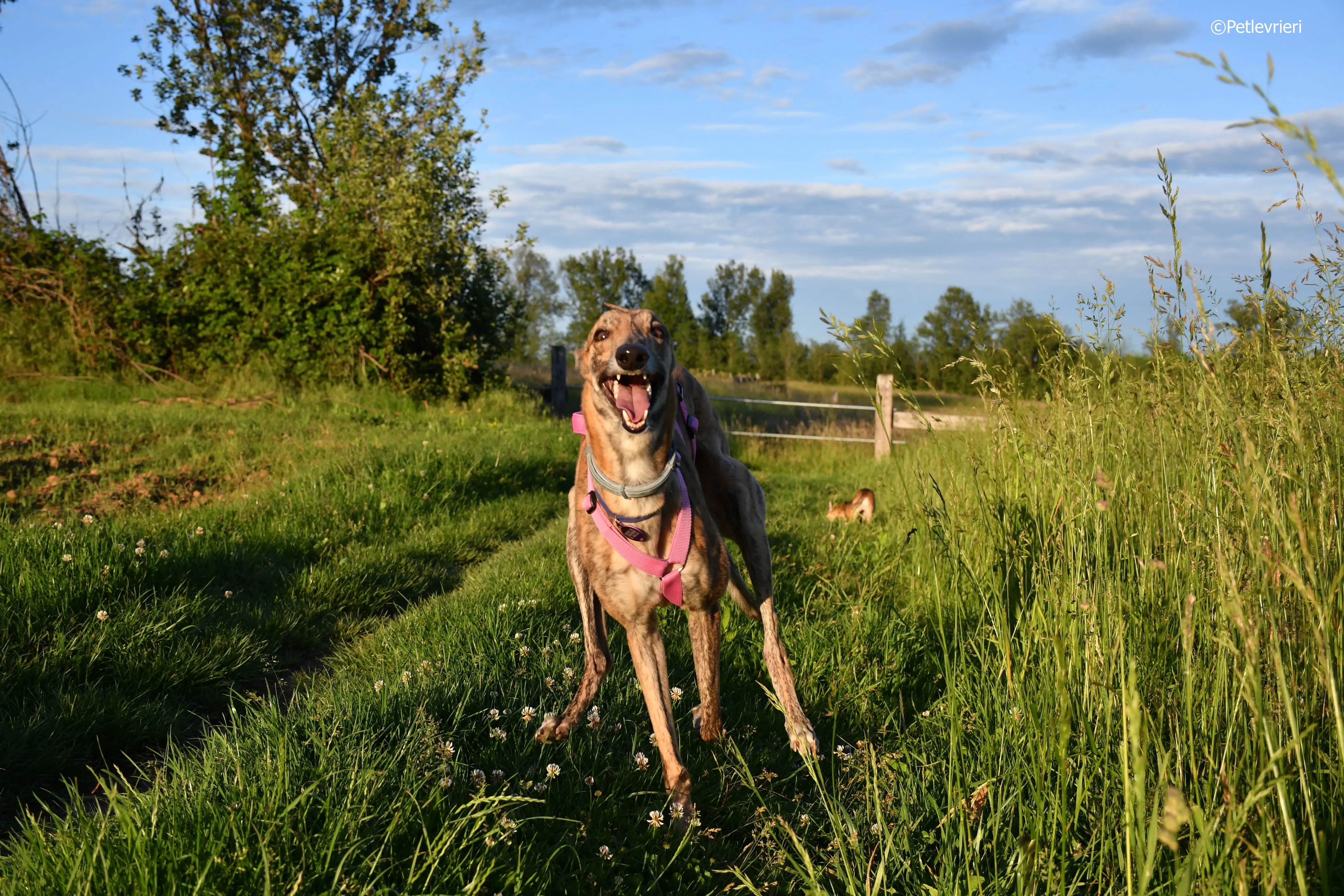 mia adozione greyhound macao 5 3