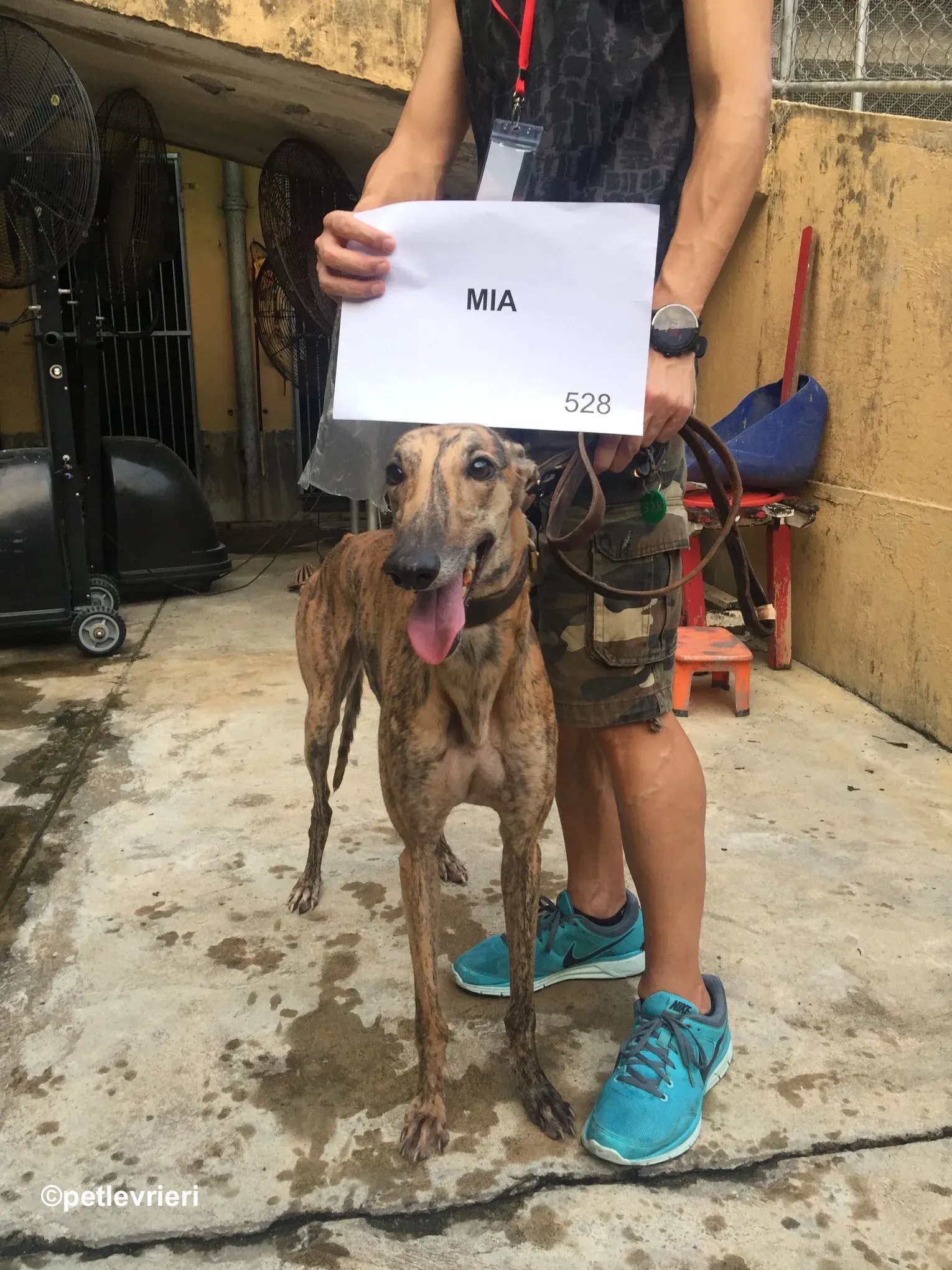 mia adozione greyhound macao 5