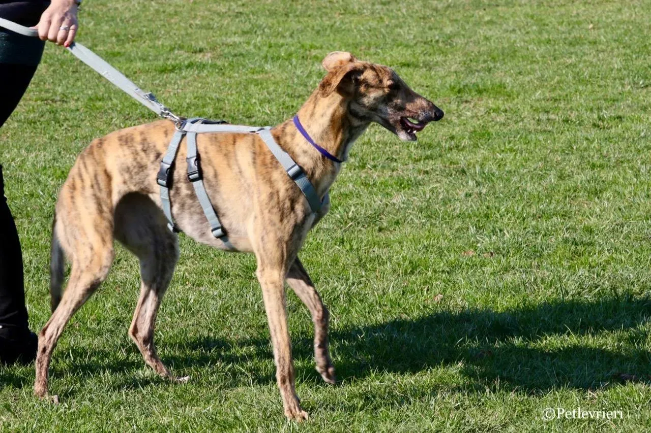 mia adozione greyhound macao 6 1