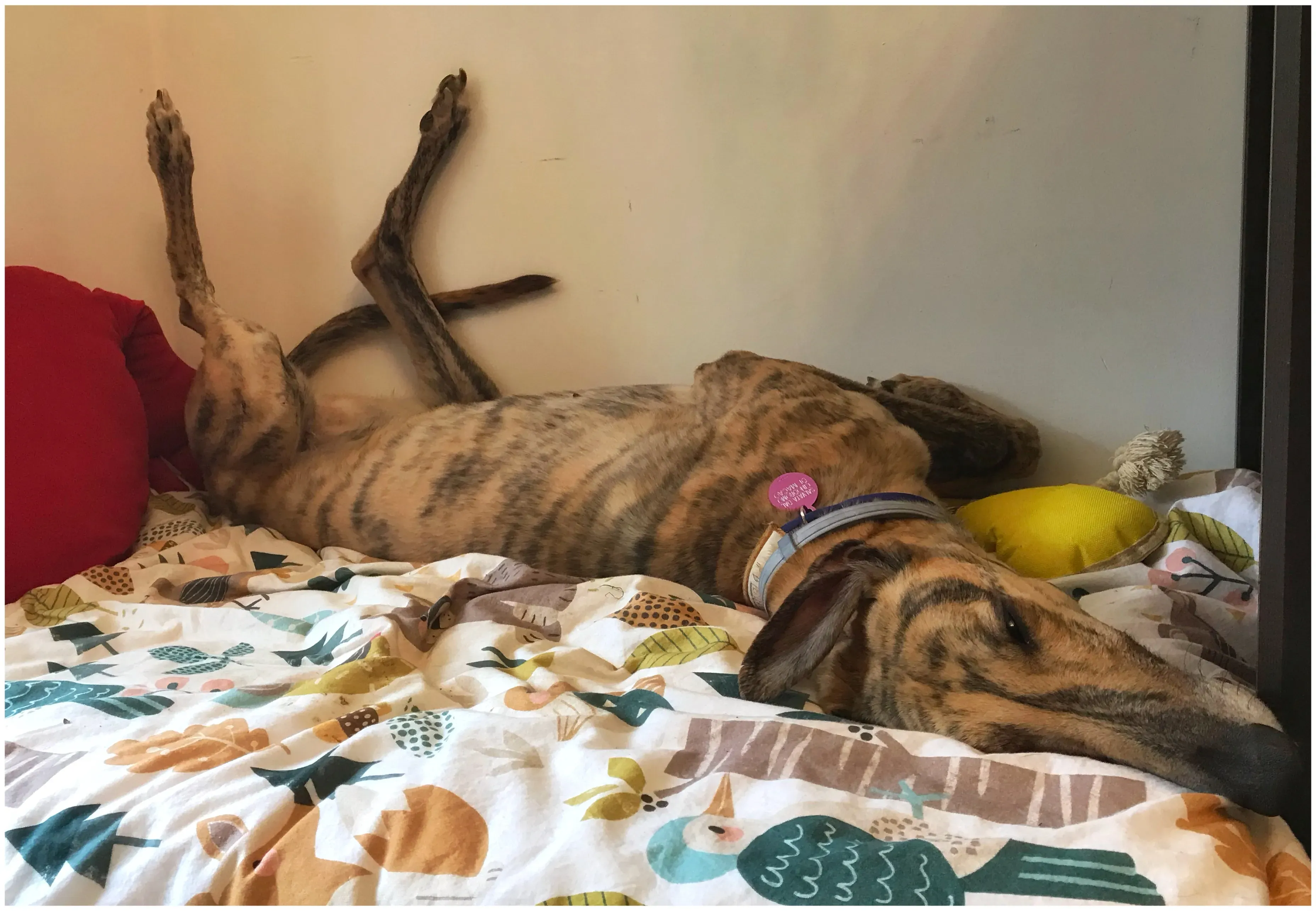 mia adozione greyhound macao 6 2