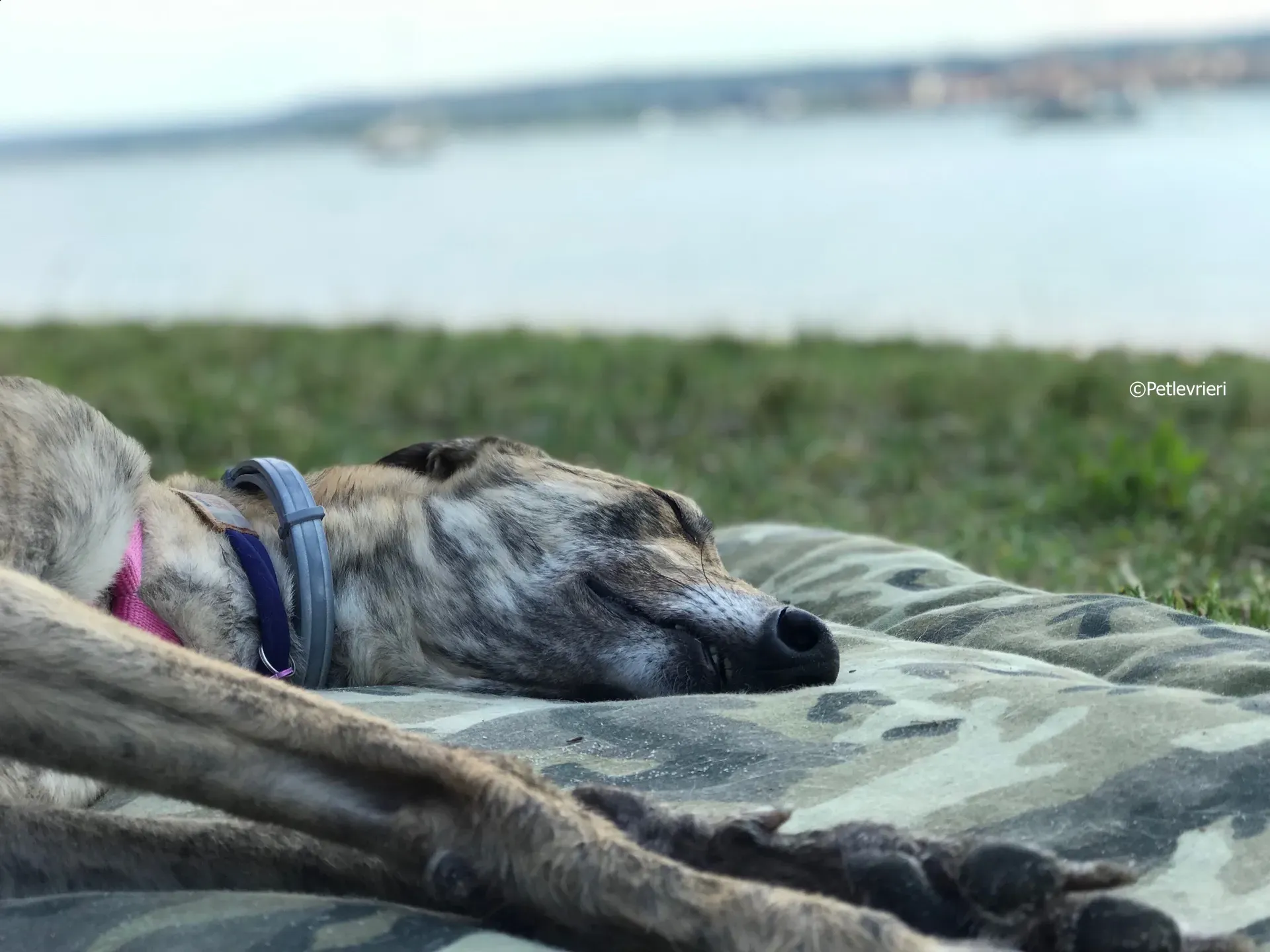 mia adozione greyhound macao 6 3