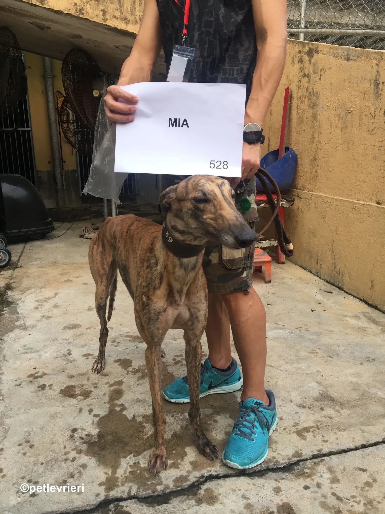 mia adozione greyhound macao 6
