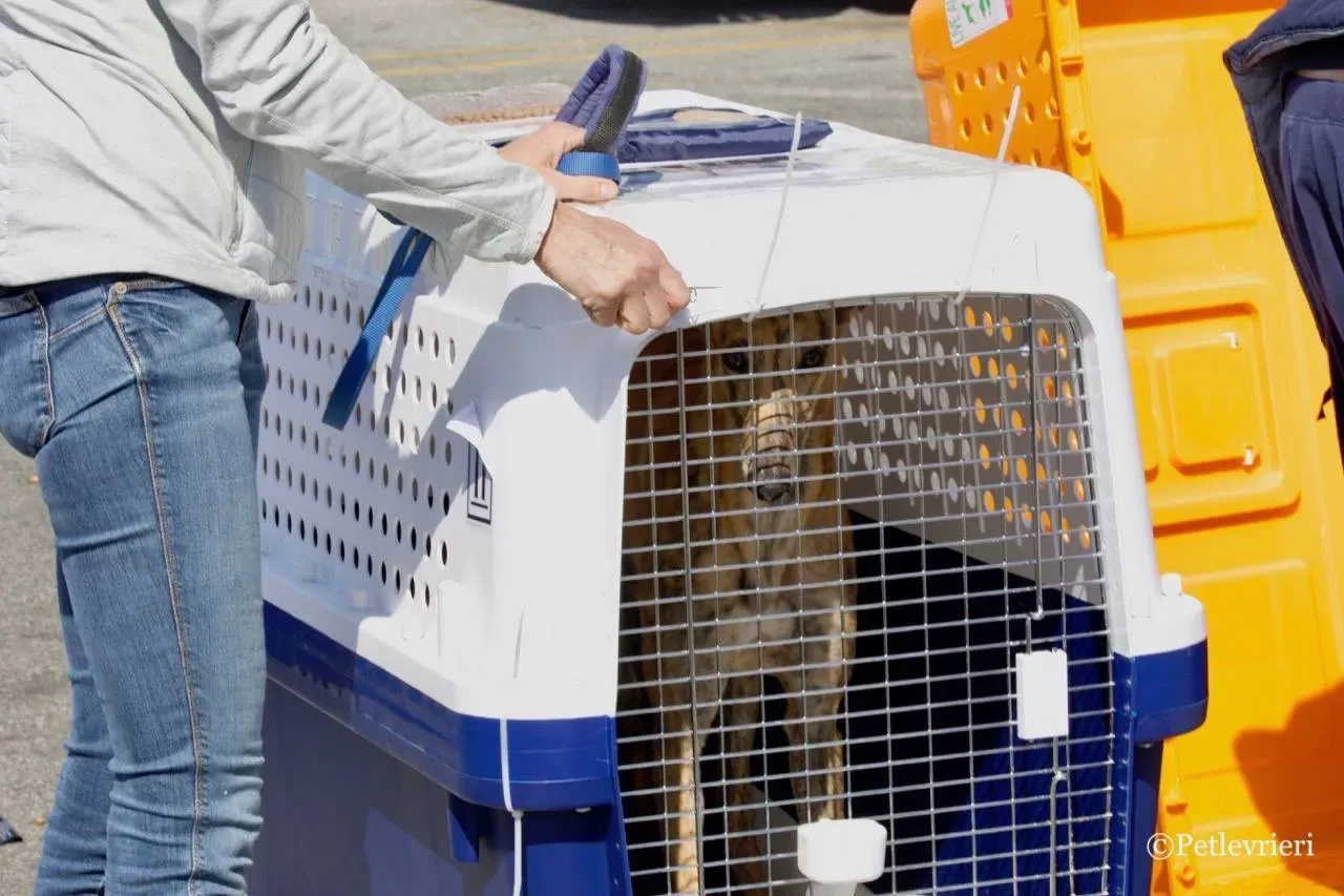 mia adozione greyhound macao 7 1